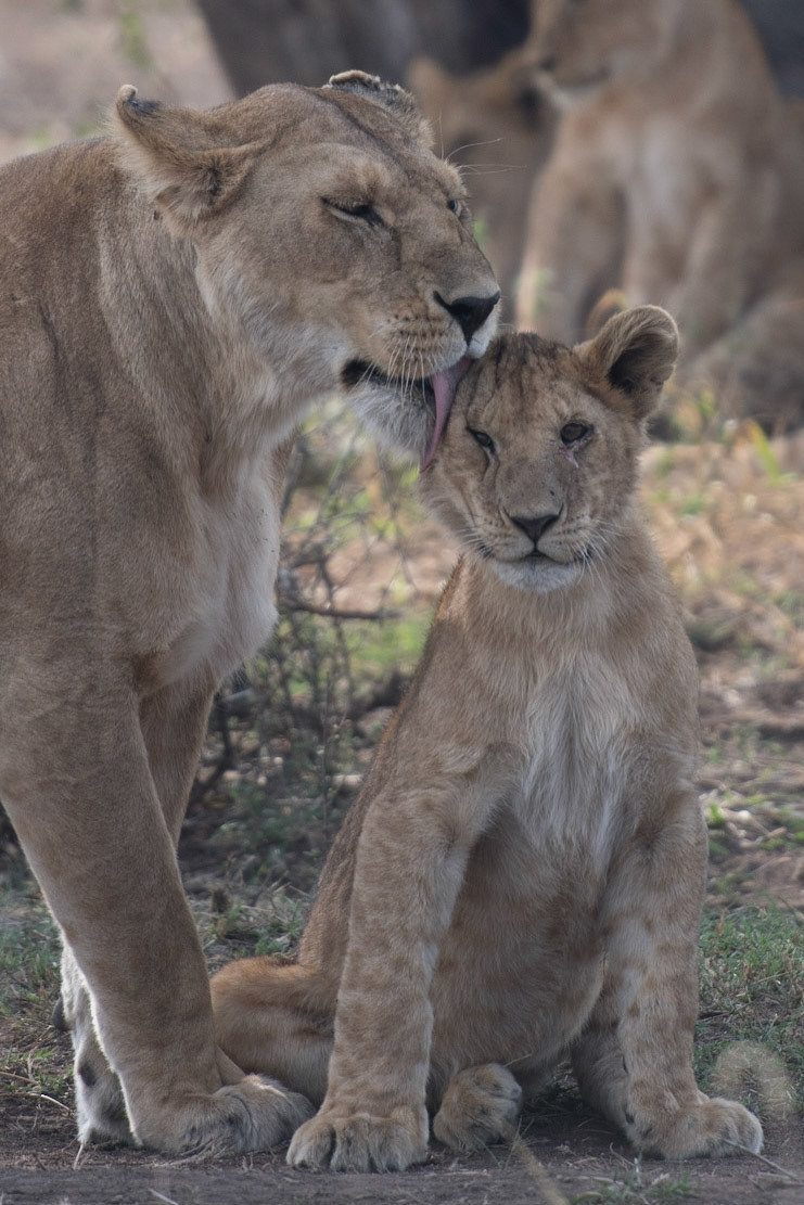Lions - Serengeti, Tanzania
