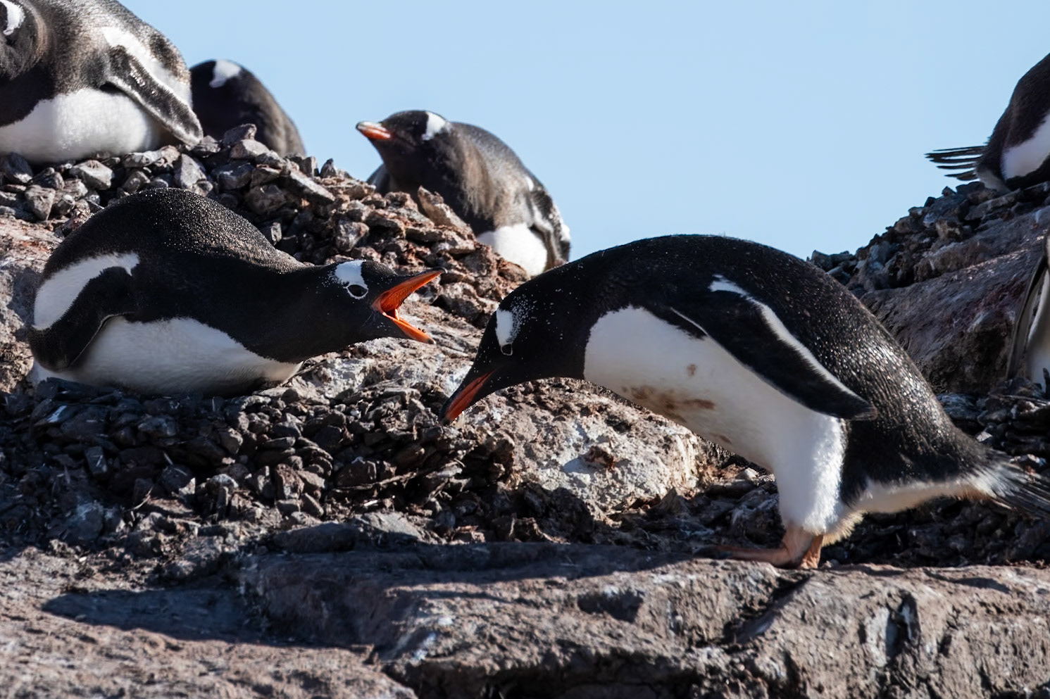 Gentoo Penguins - Antarctic Peninsula