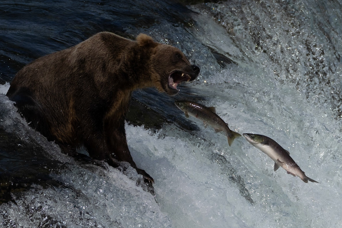 Bear fishing Salmon - Brooks Falls, Alaska