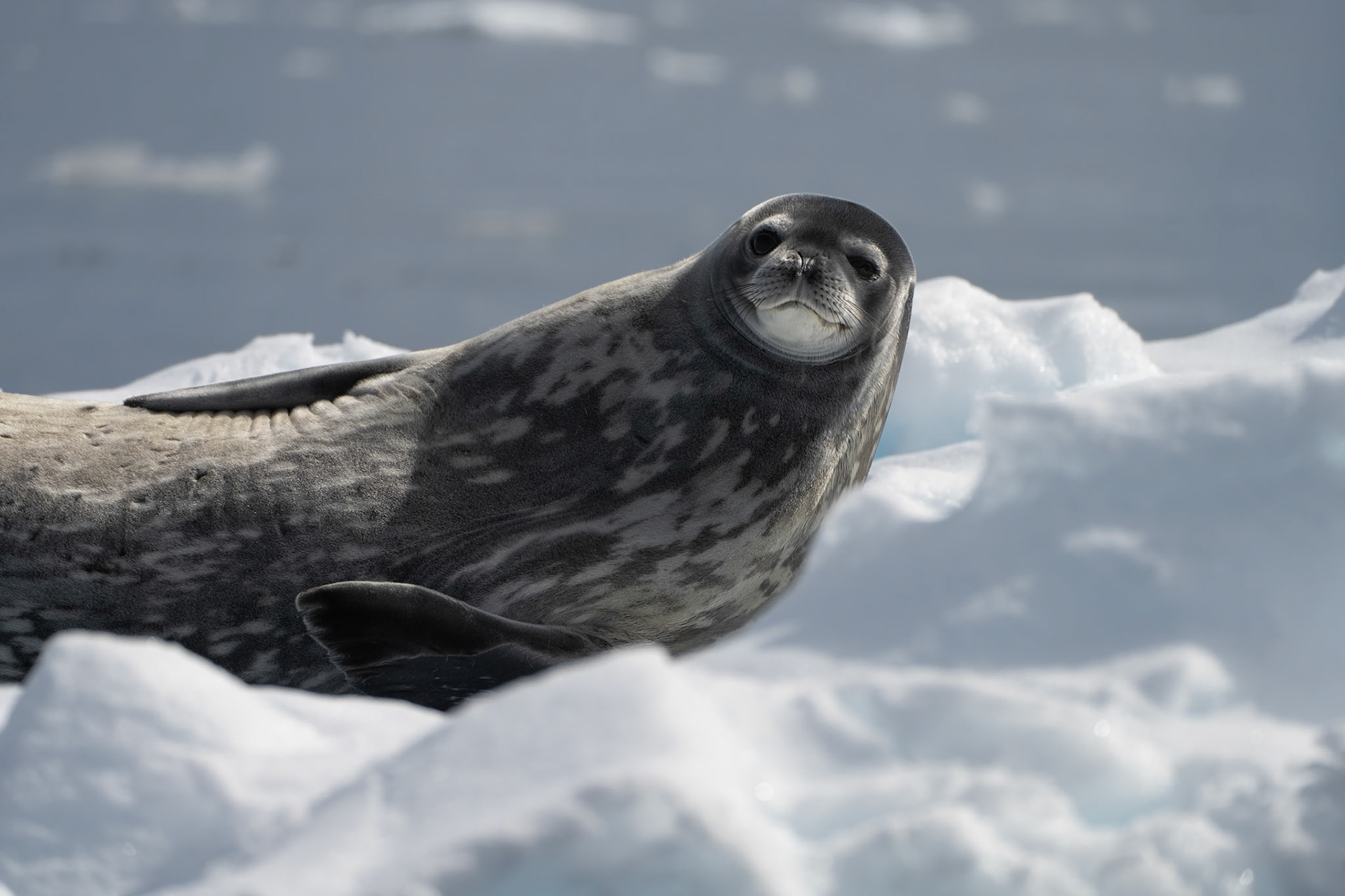 Weddell Seal - Antarctic Peninsula