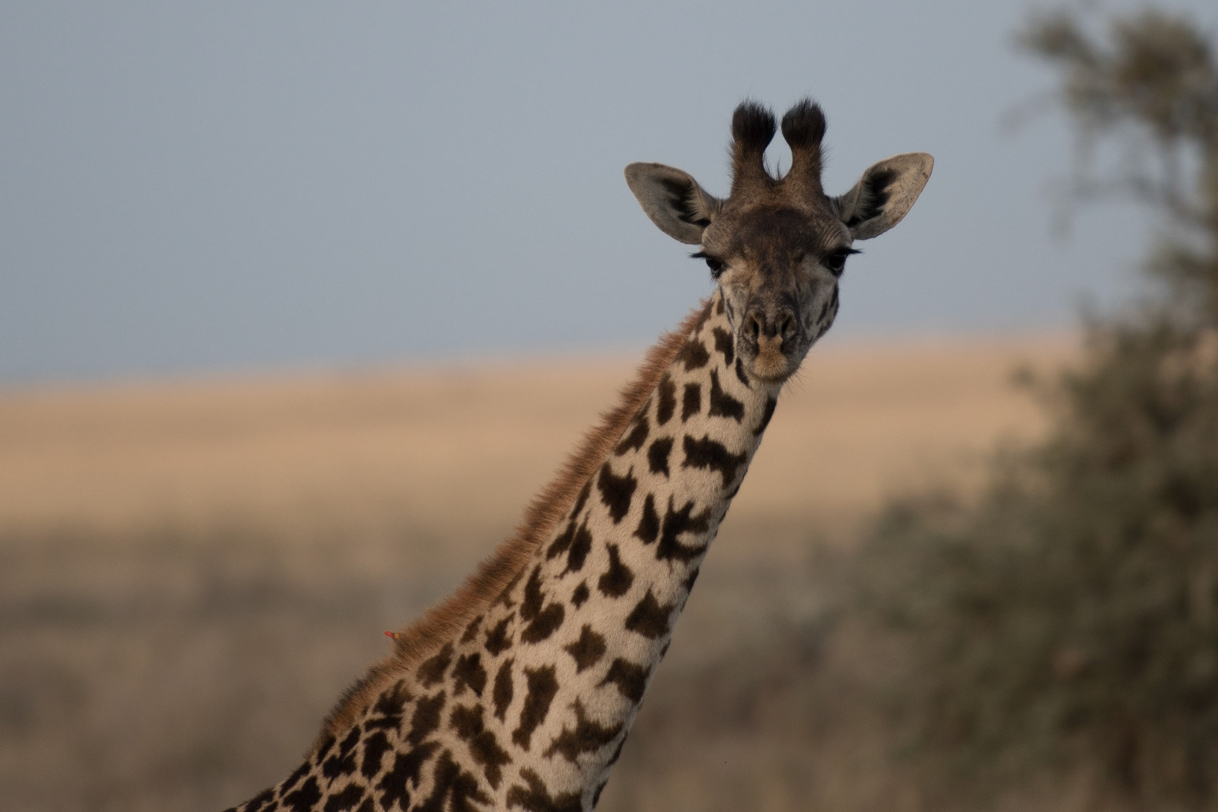 Giraffe - Serengeti, Tanzania