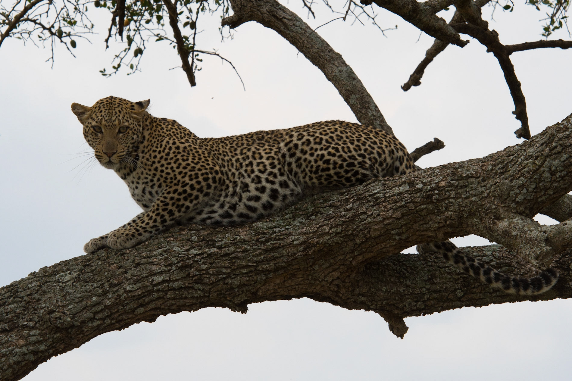 Leopard - Serengeti, Tanzania