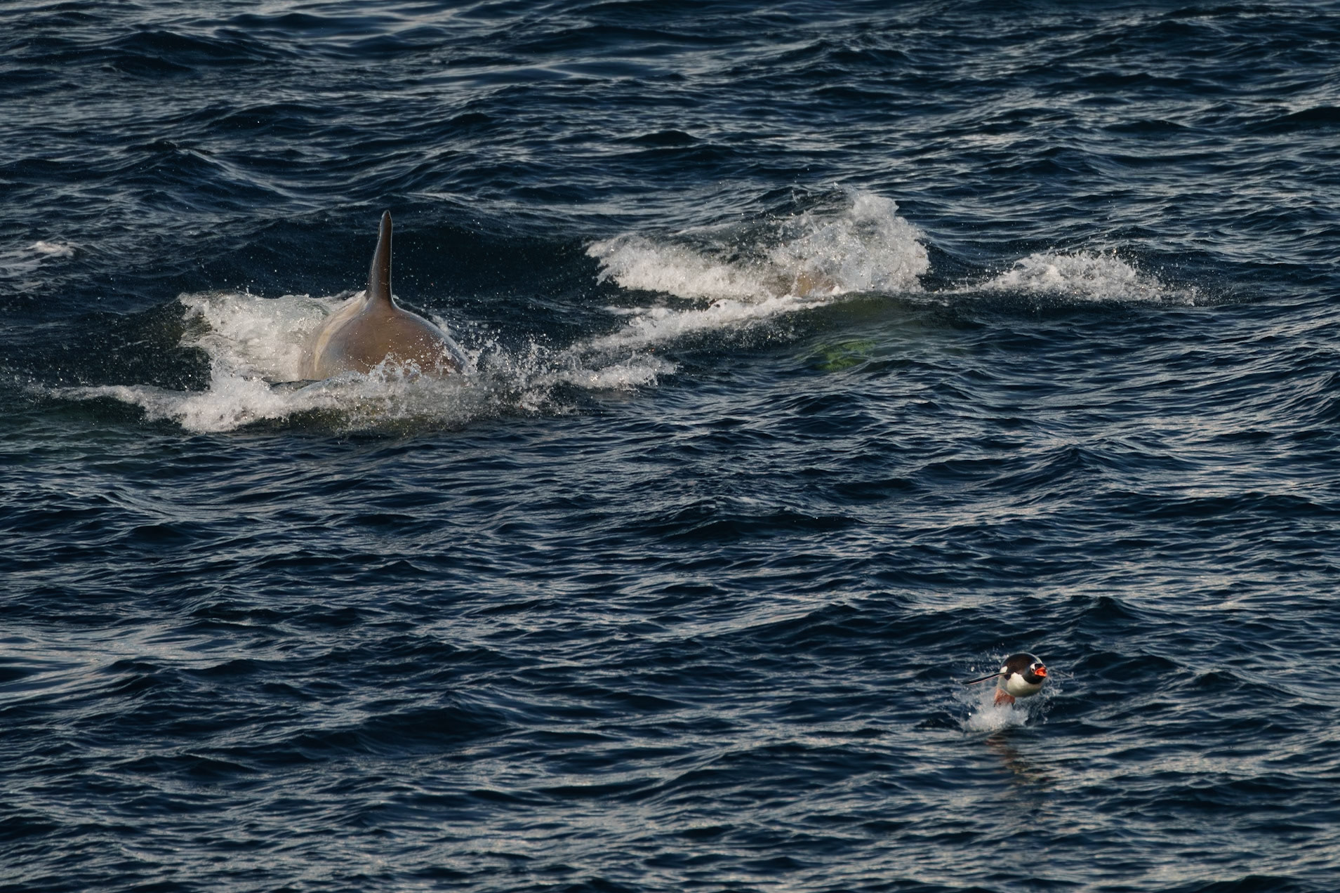 Orcas hunting a Gentoo Penguin - Antarctica