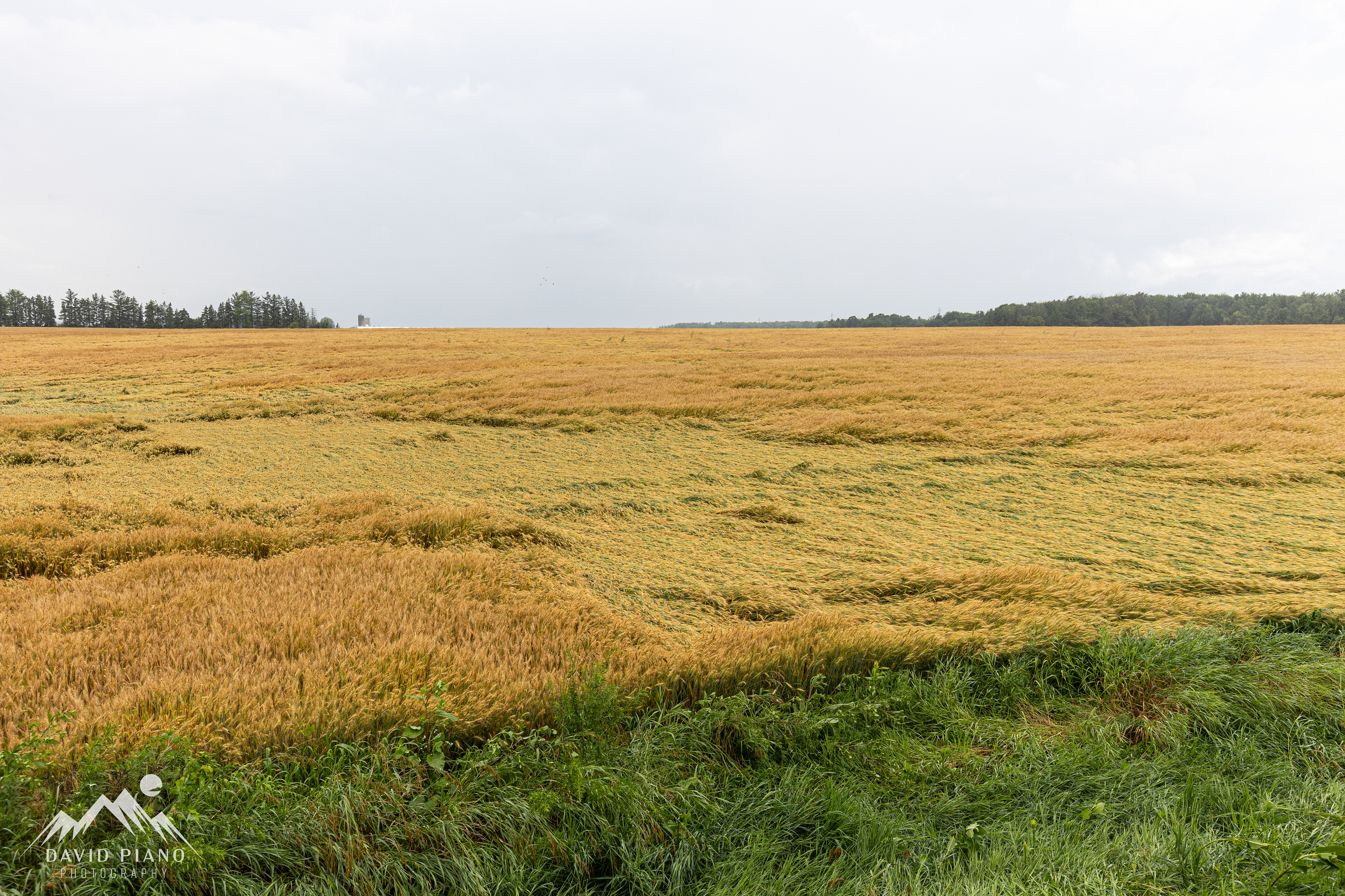 Microburst scar near Sebringville, ON - July 11