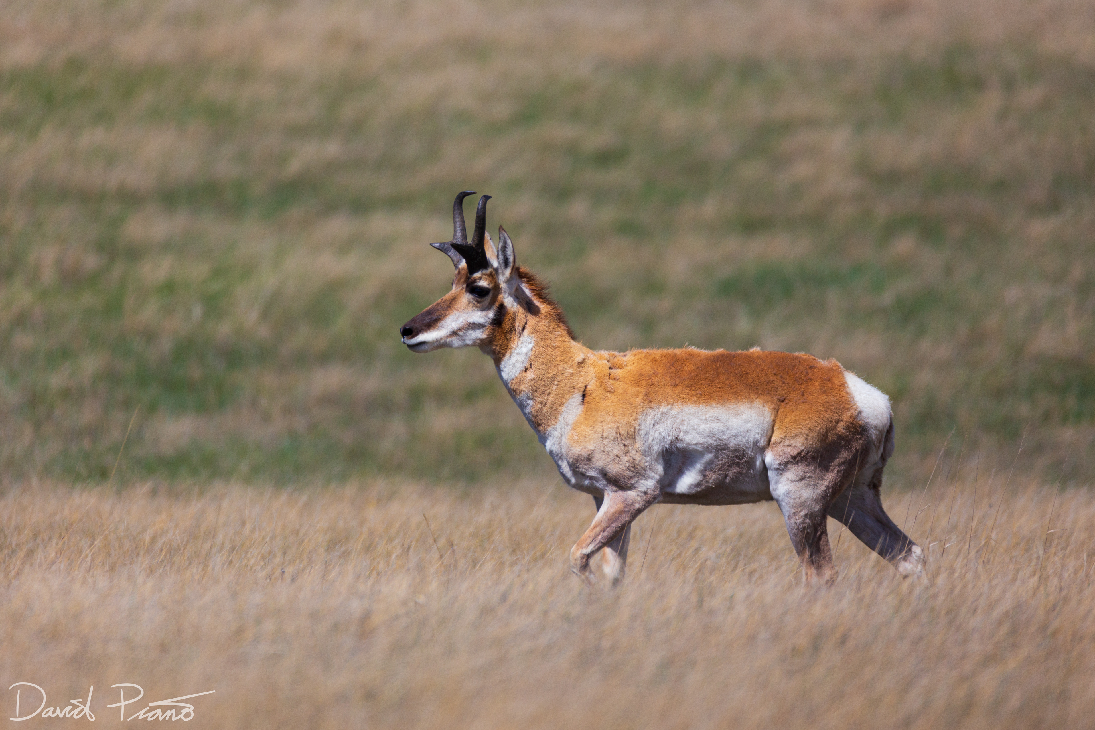 Pronghorn