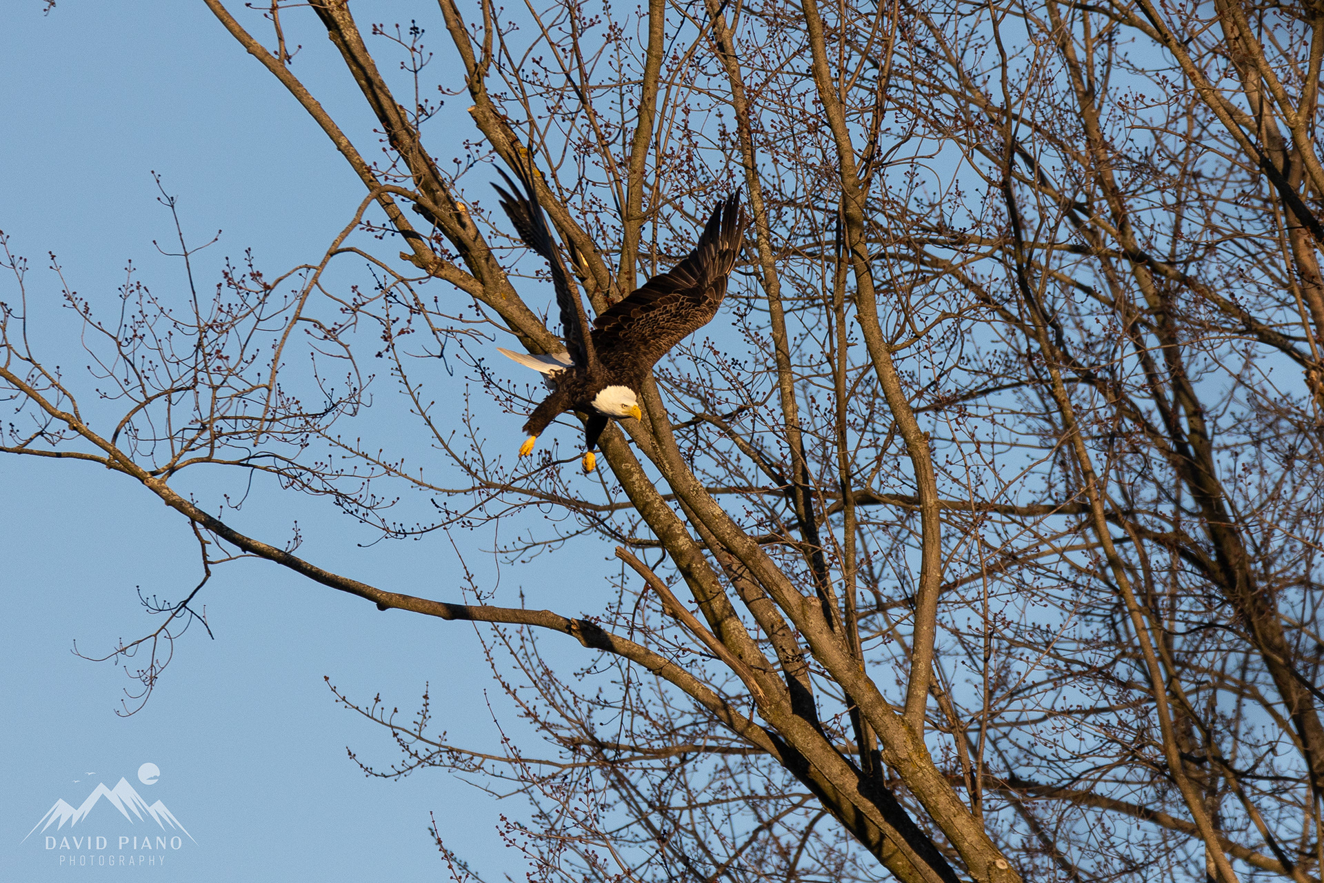 Bald Eagle over the Thames River - Beachville, ON