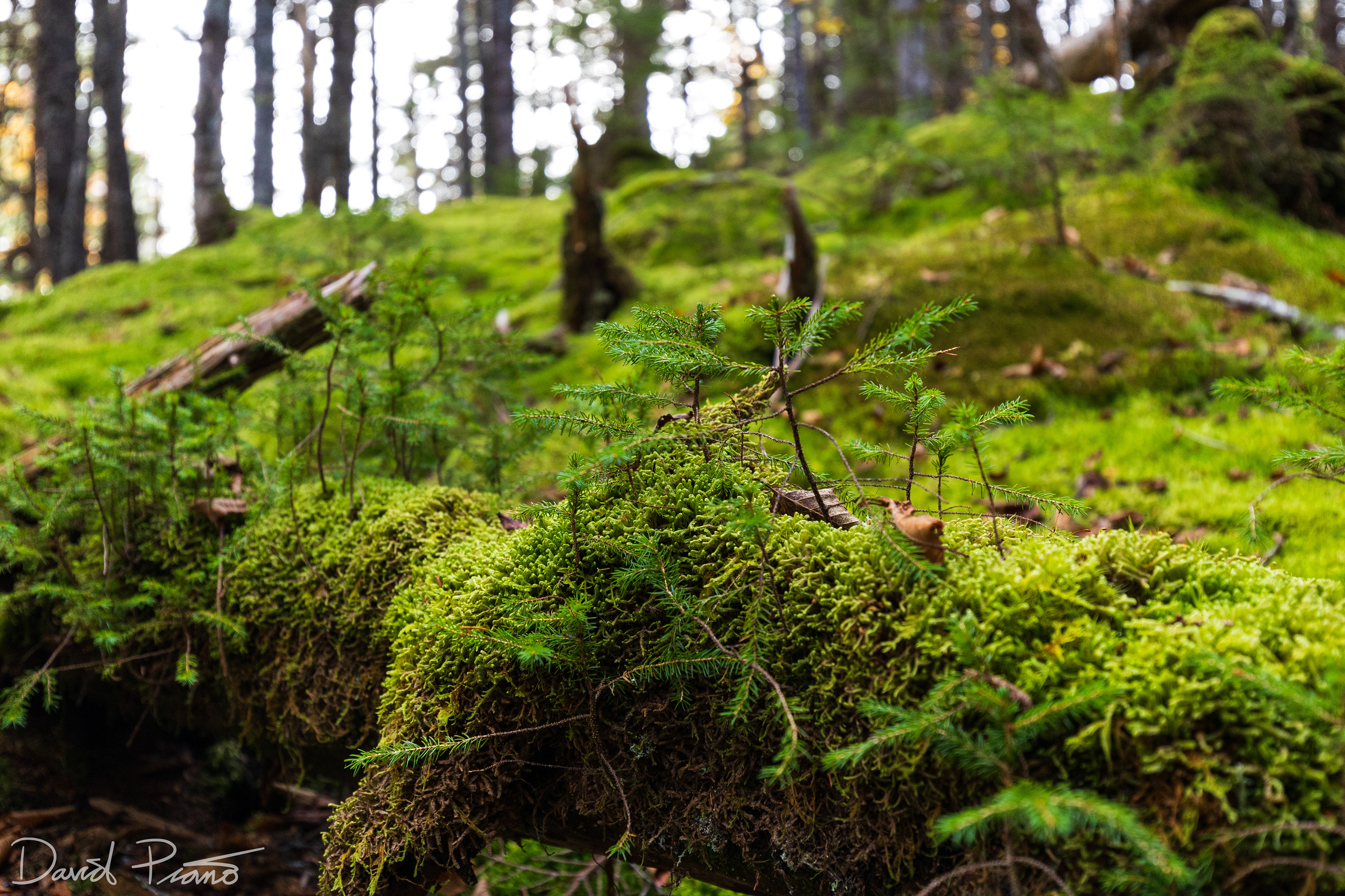 Moss along the Coastal Trail