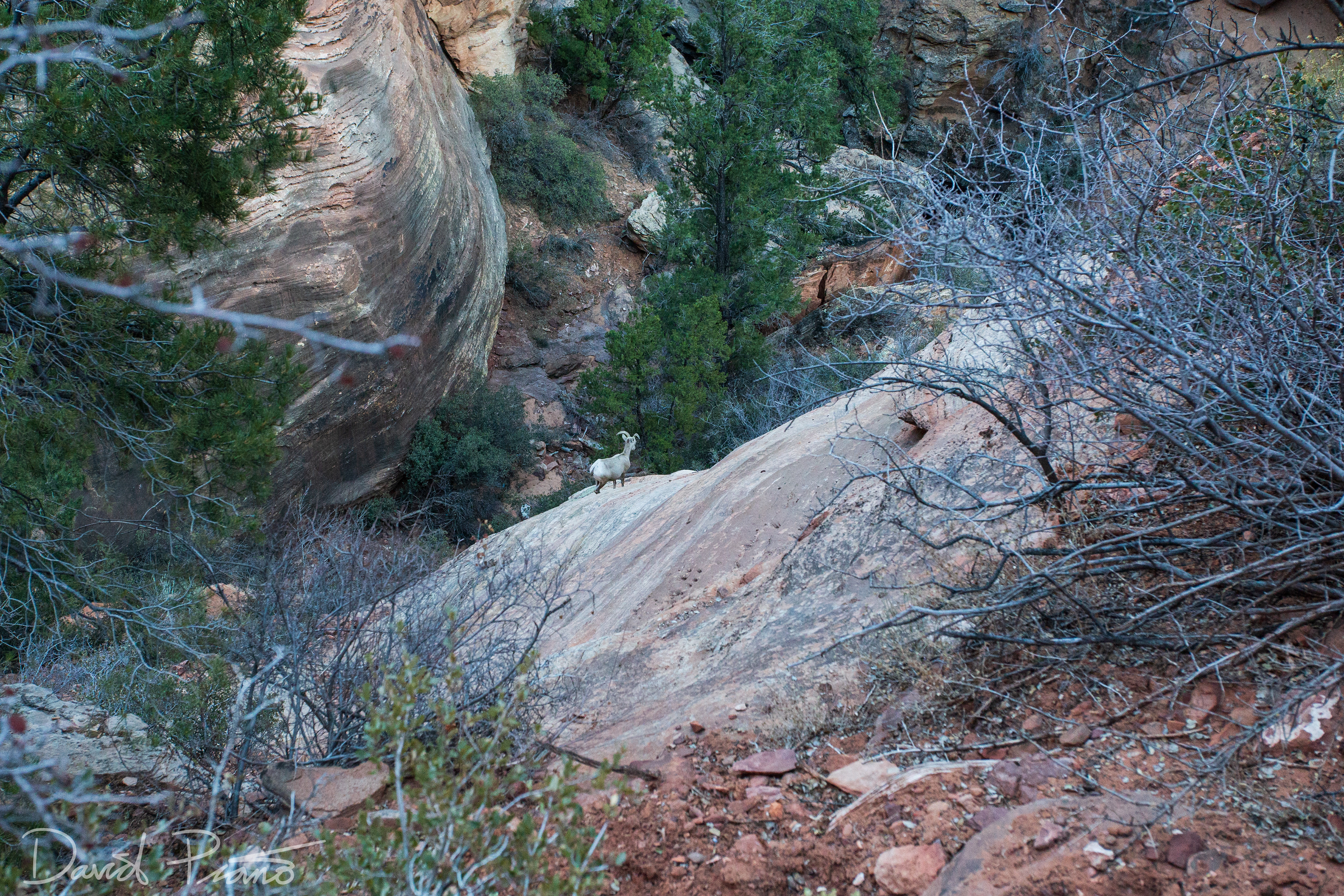 Desert Bighorn Sheep - Feb. 2020