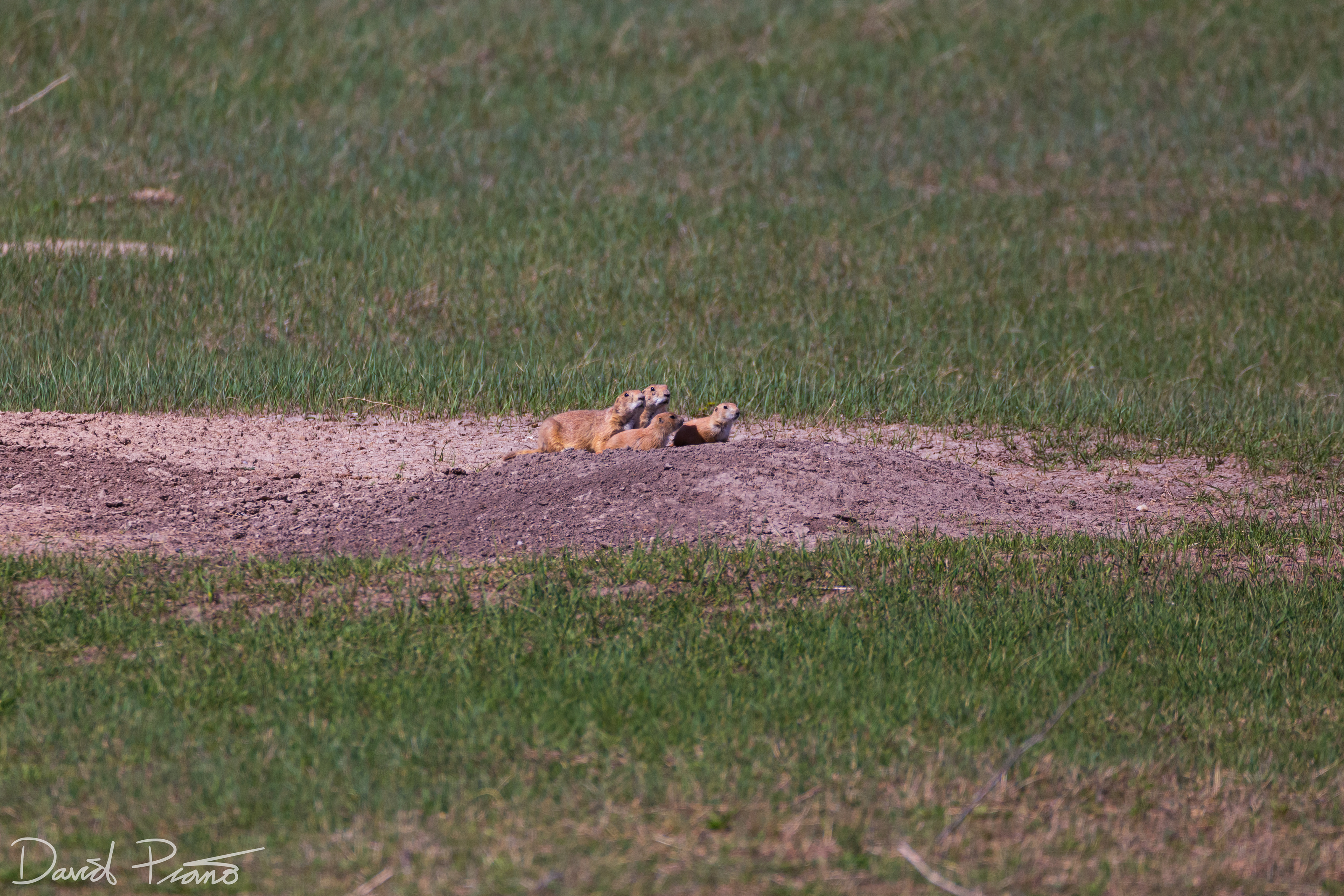 Prairie Dogs