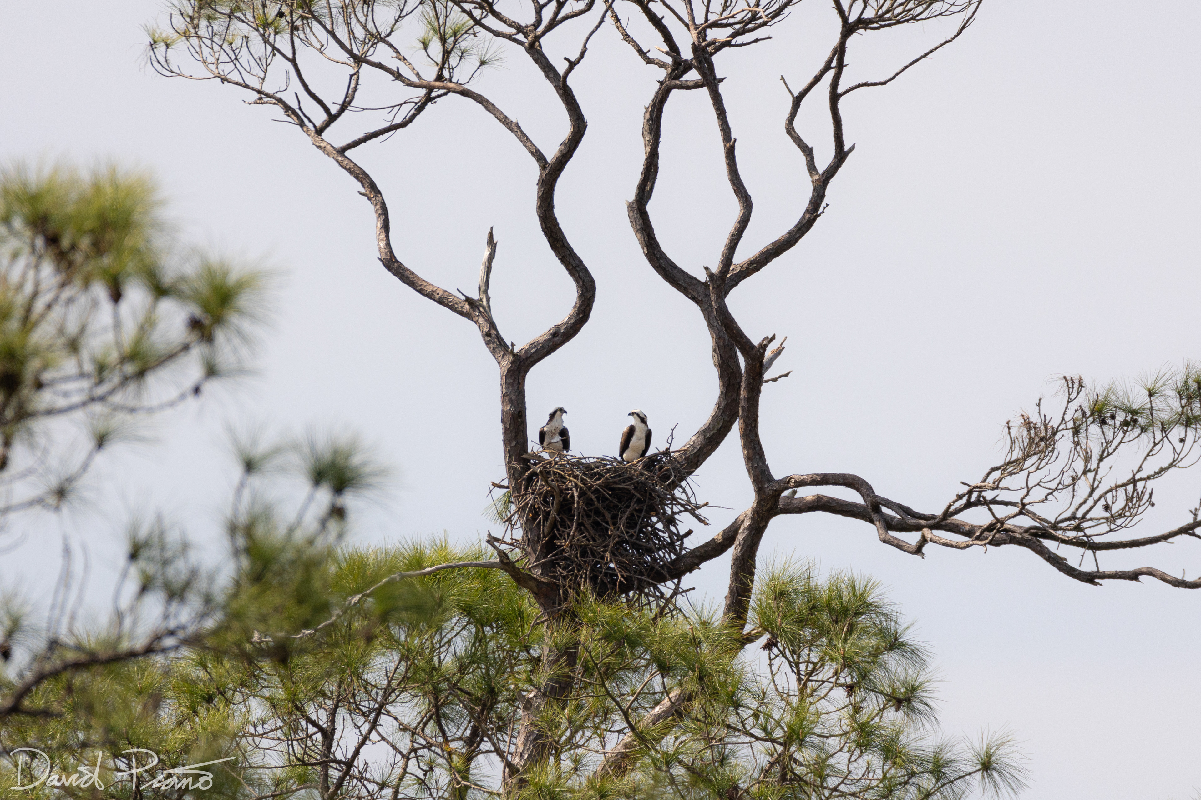 Osprey pair at Bon Secour National Wildlife Refuge, AL - March 2022