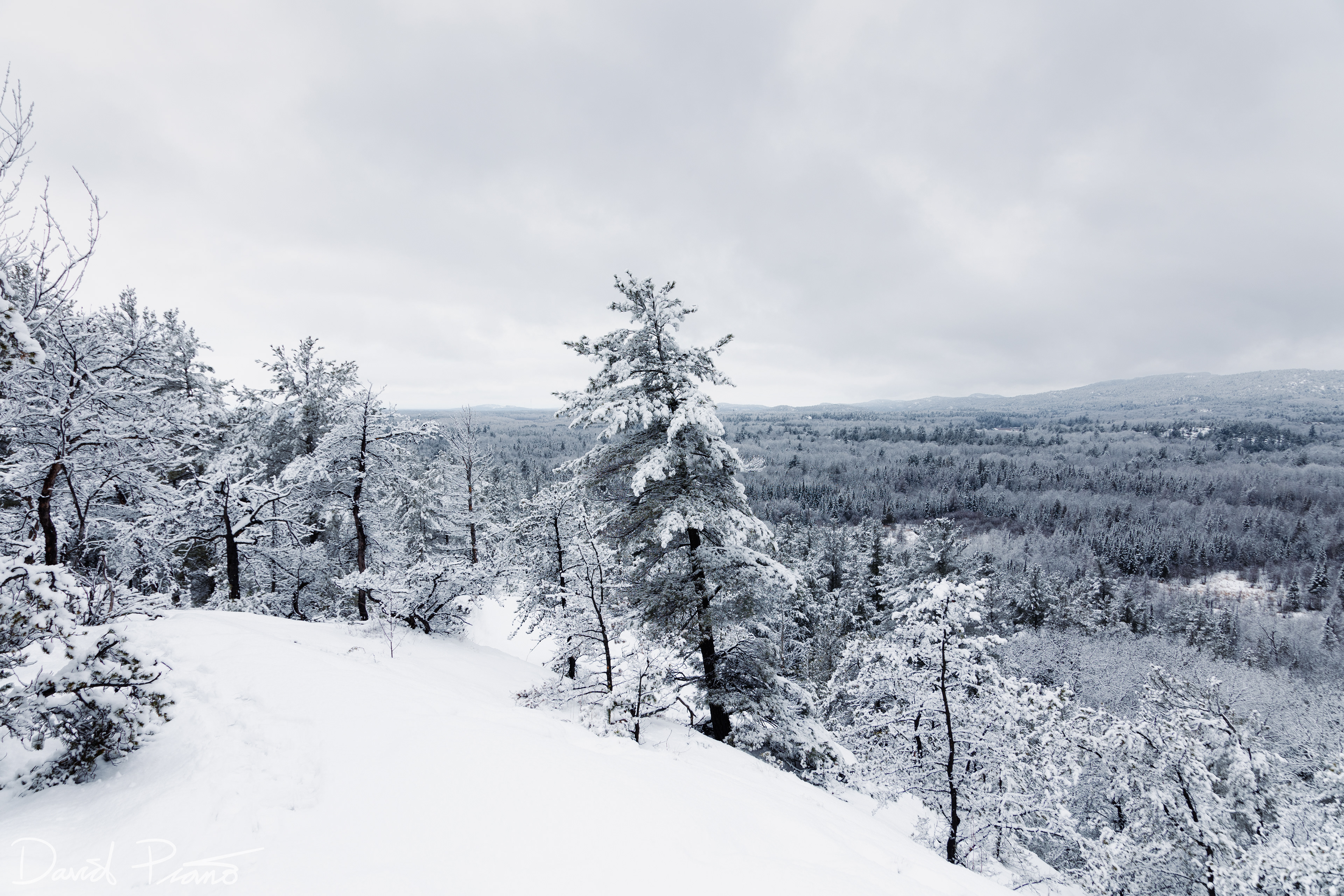 Snow-globe scenes at Killarney Provincial Park after a fresh snowfall - 03/25/2022