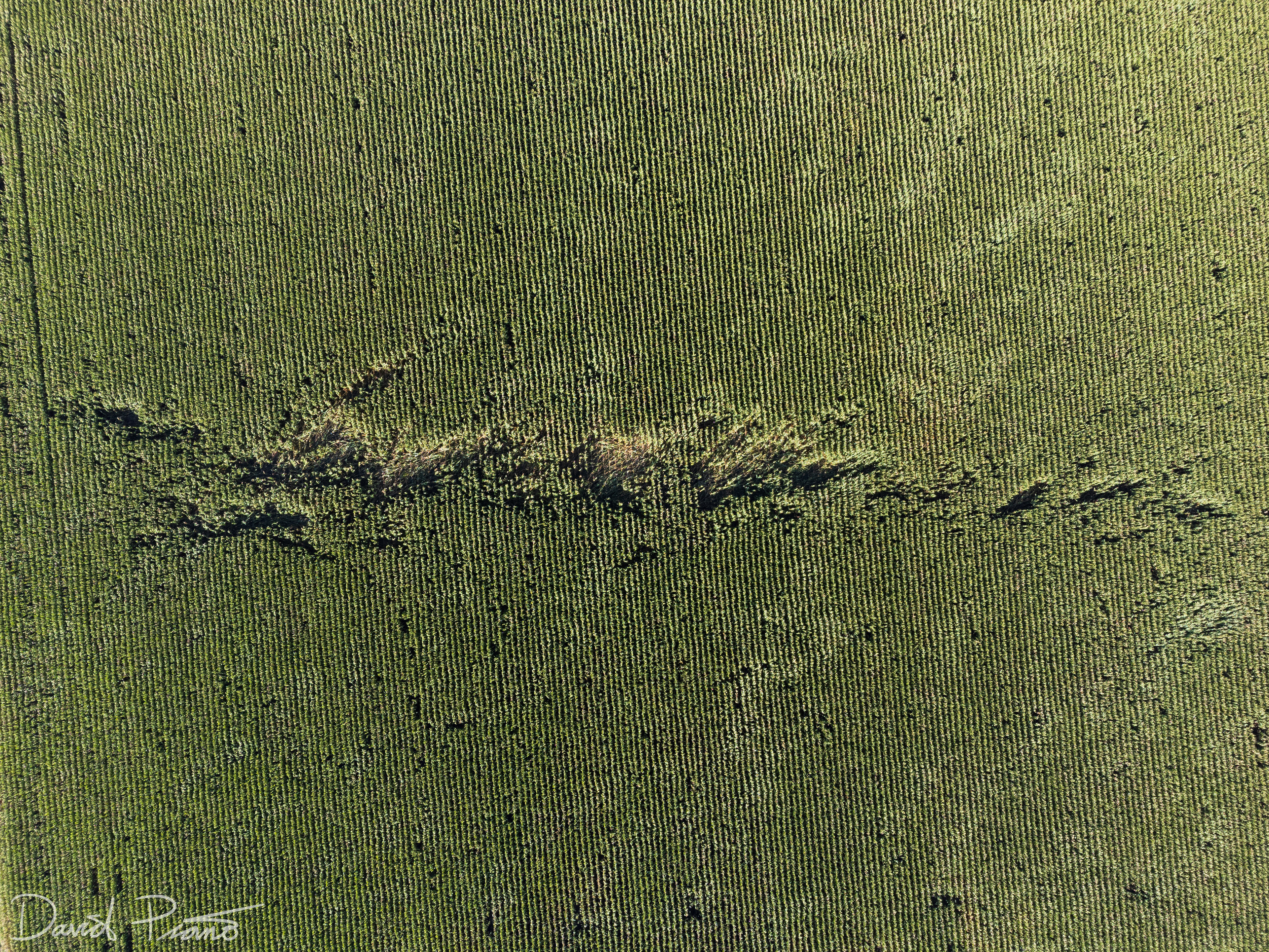 Sept. 7 - Drone view of a narrow EF-0 tornado track in Perth County (taken a couple weeks after the event))