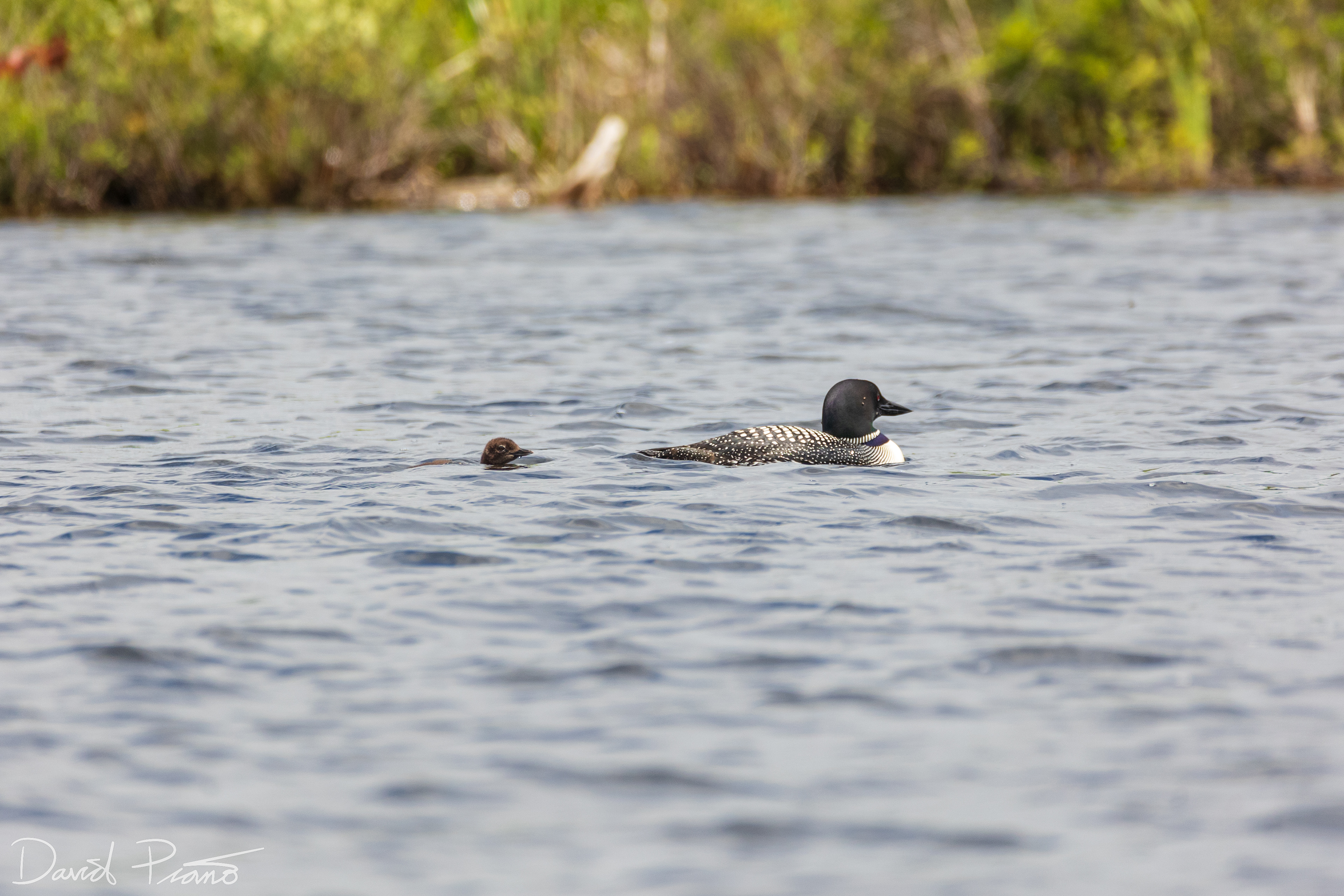 Baby Loon on Grey Owl Lake - McKellar, ON