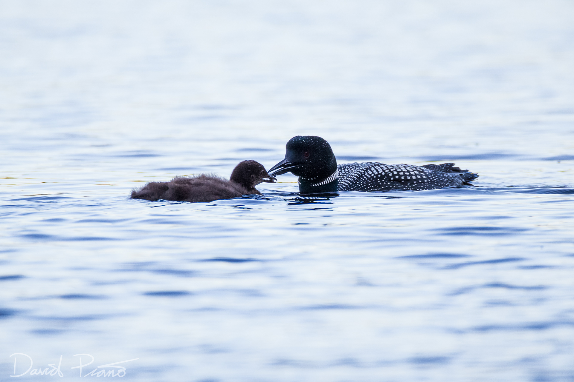 Baby Loon on Grey Owl Lake - McKellar, ON