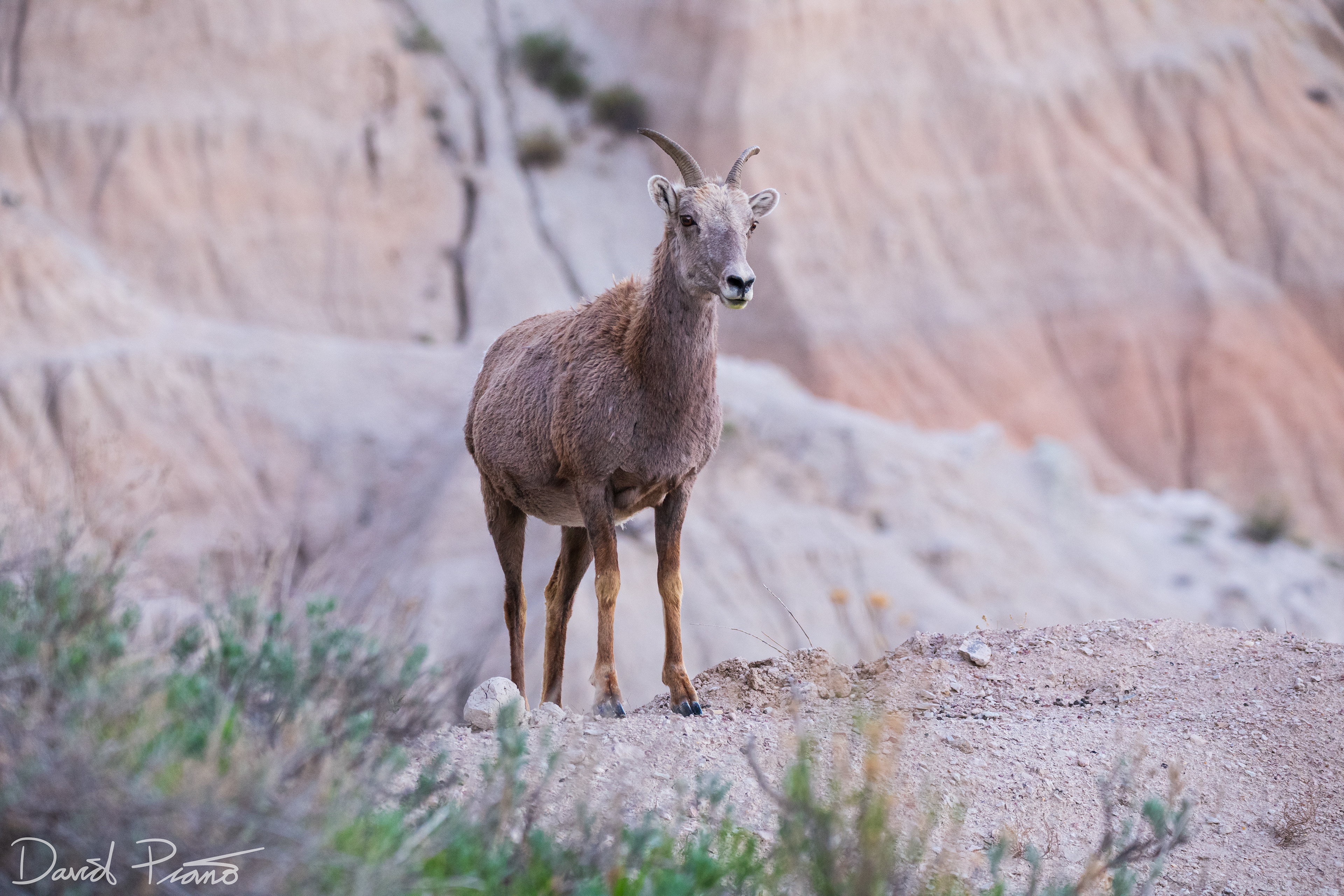Bighorn Sheep