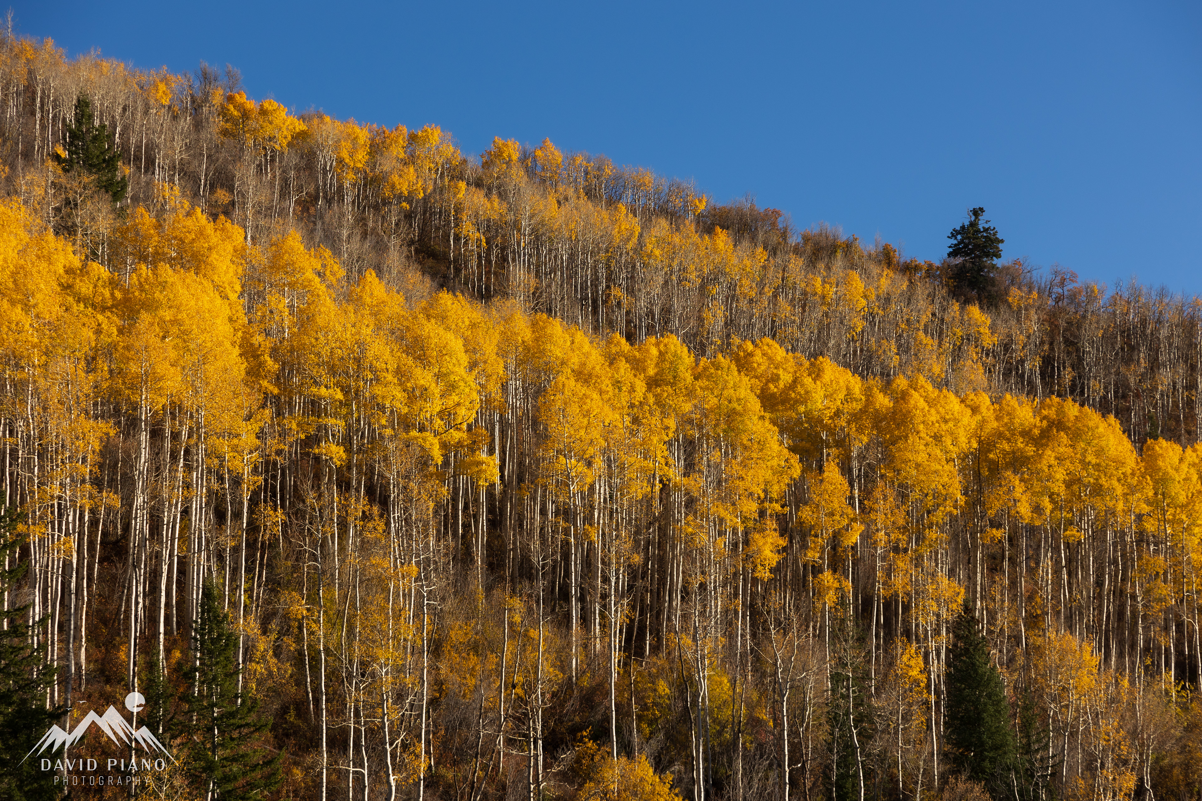 Bright yellow aspen trees