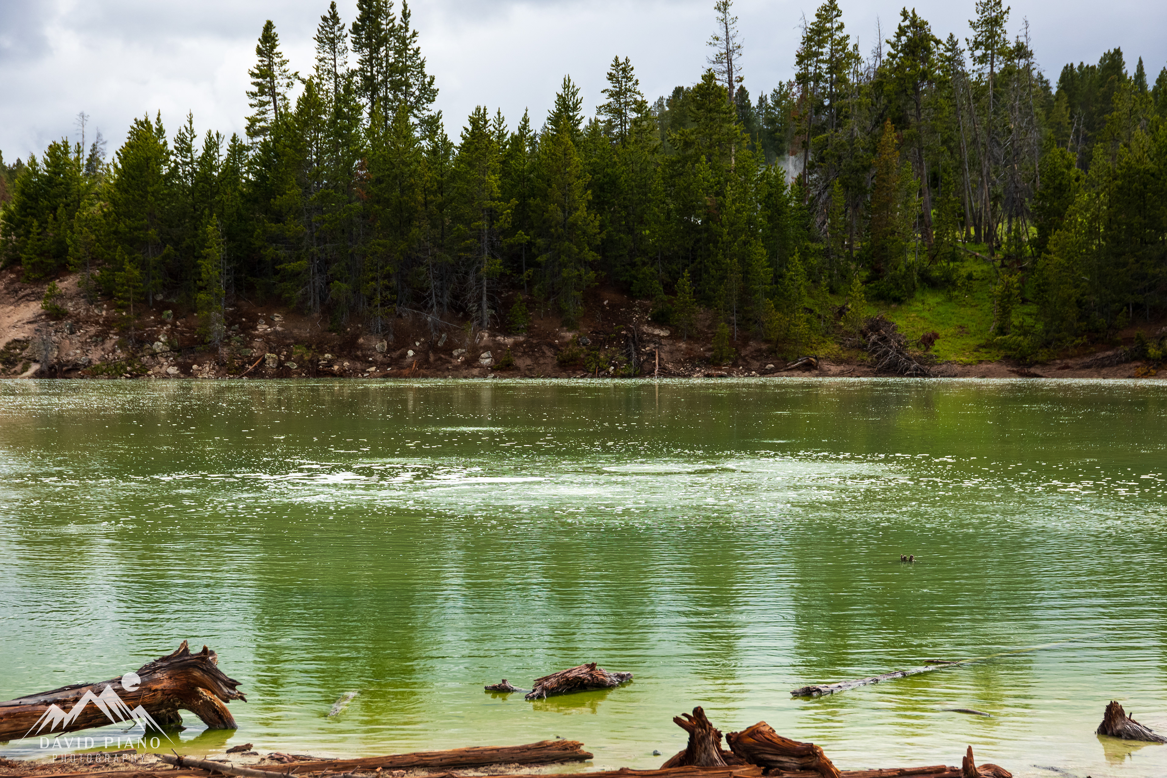Sour Lake