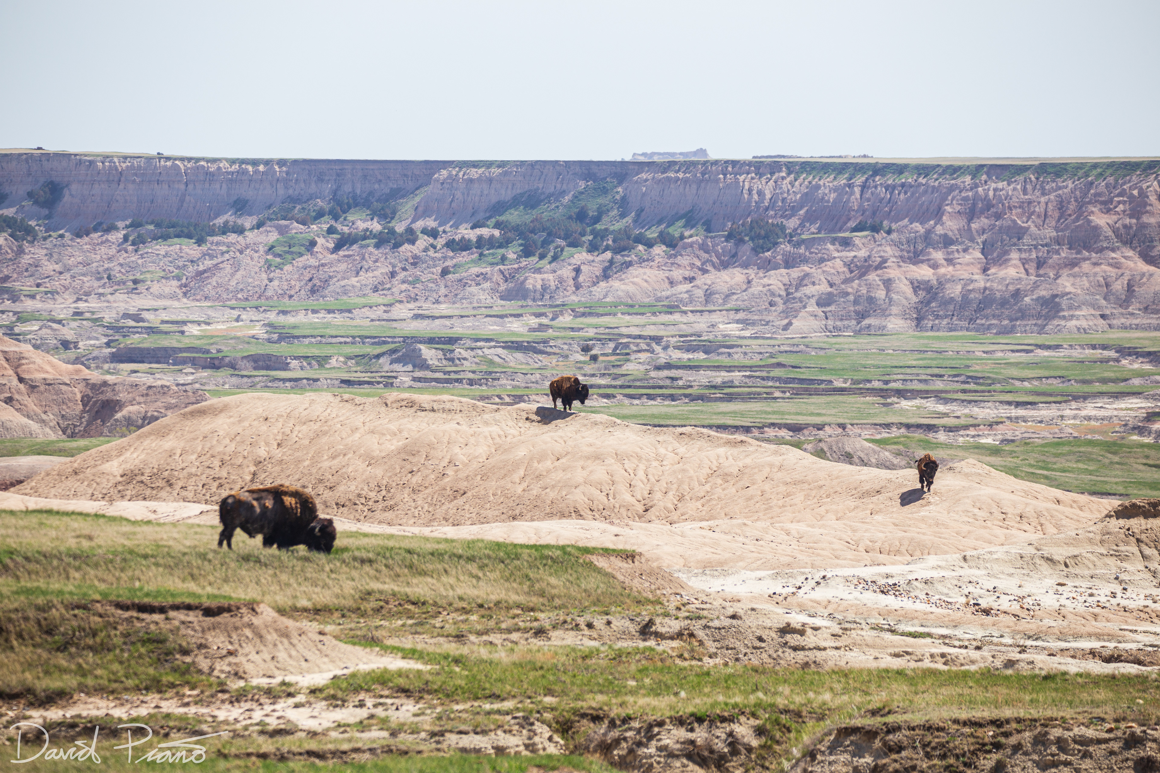 Bison traversing a badlands ridge