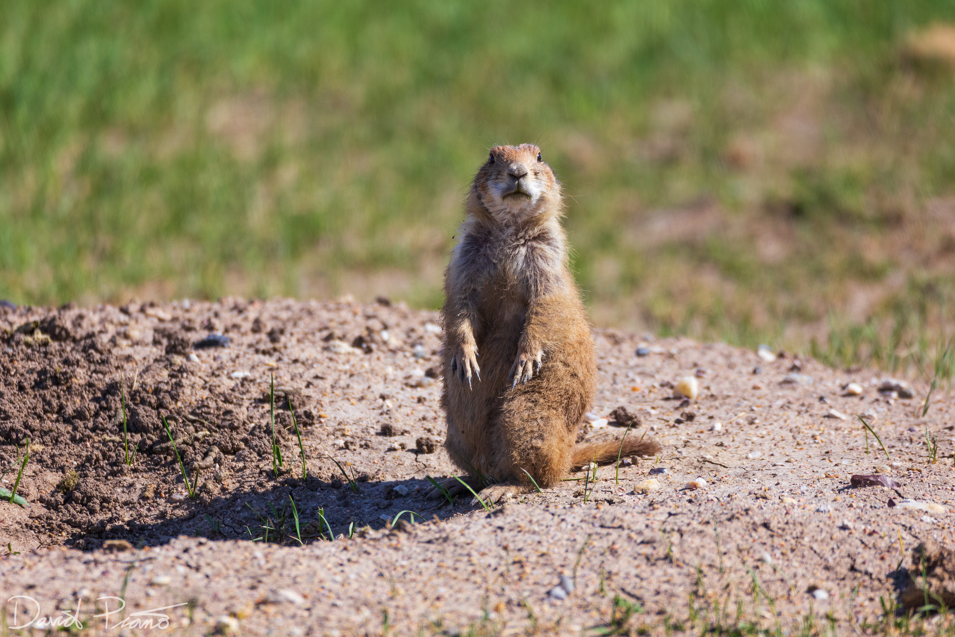 Prairie Dogs