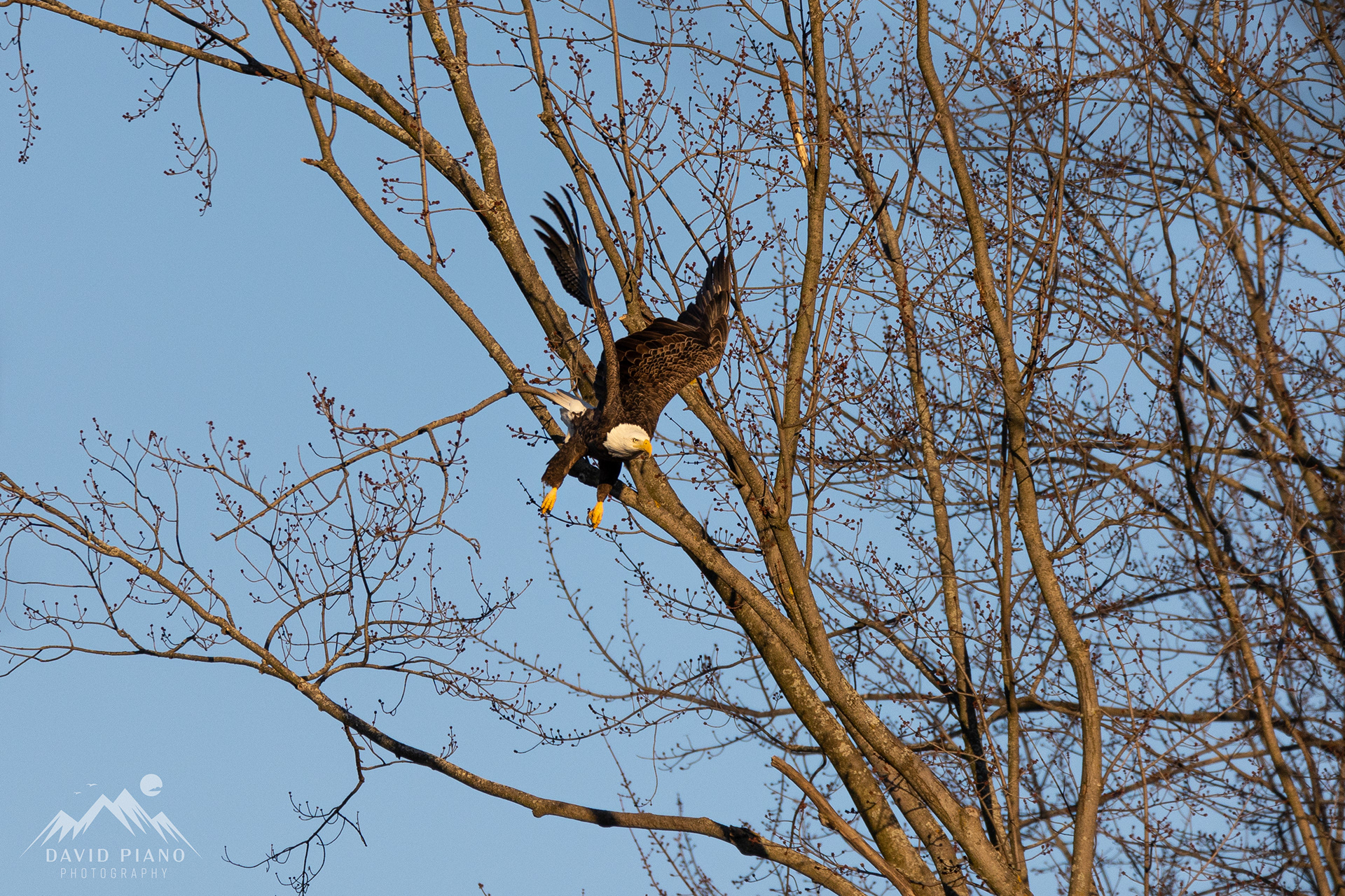 Bald Eagle over the Thames River - Beachville, ON