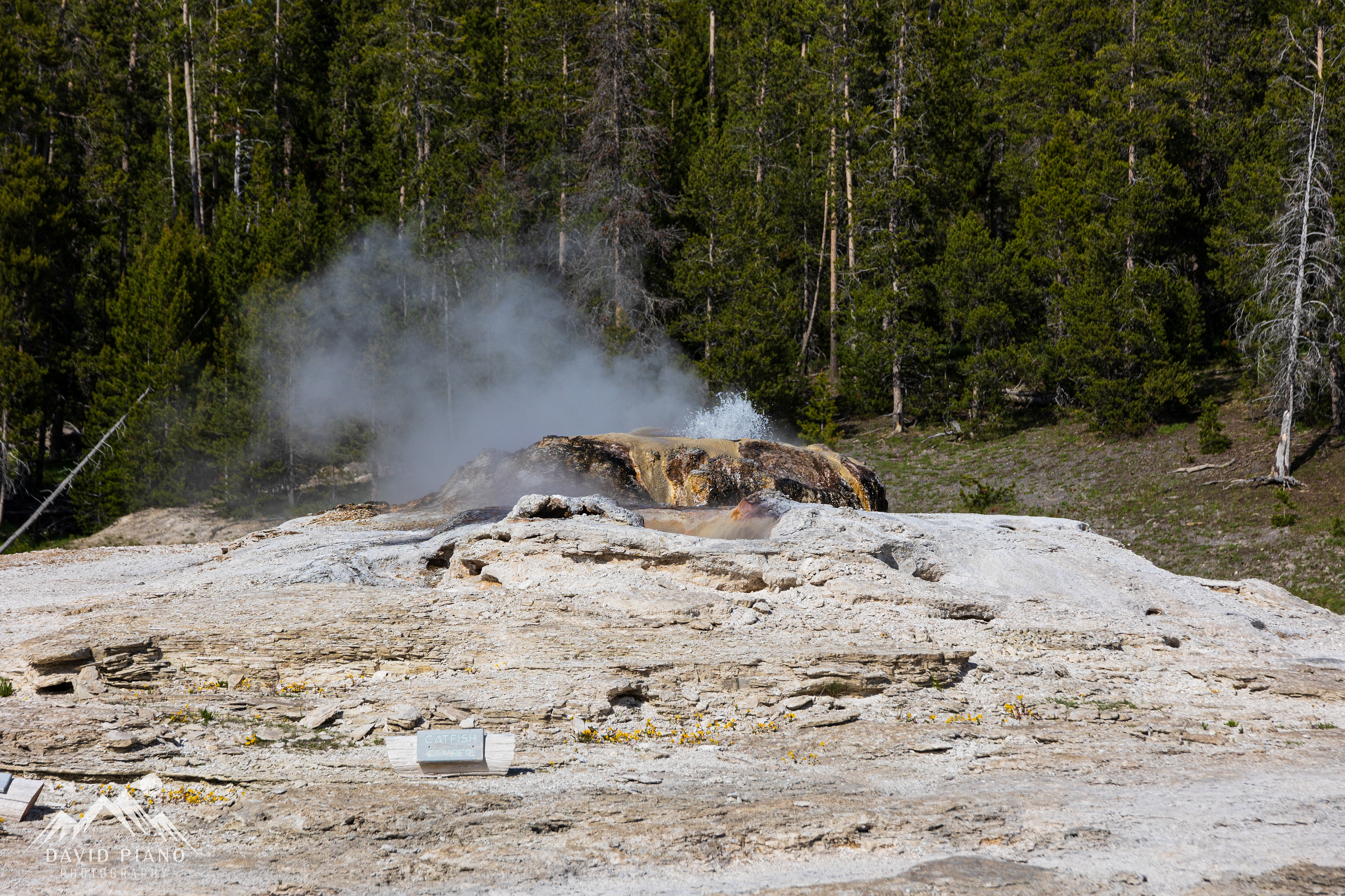 Catfish Geyser