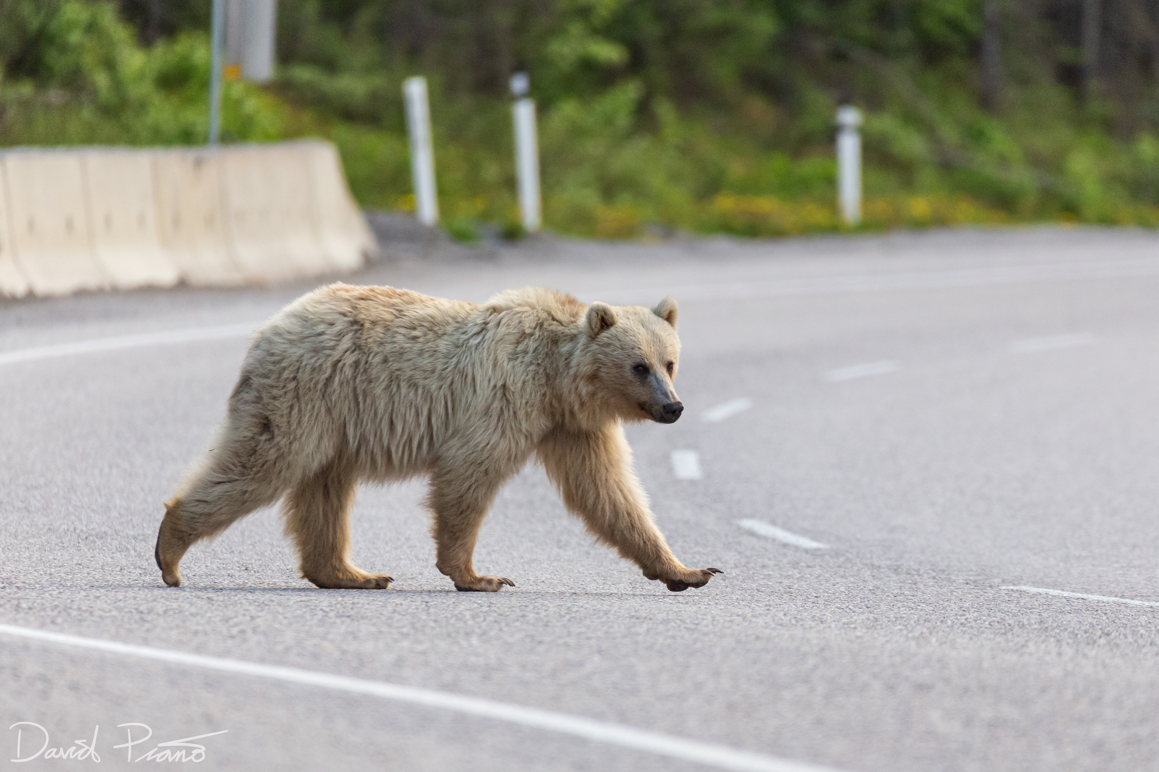 Grizzly along the TCH