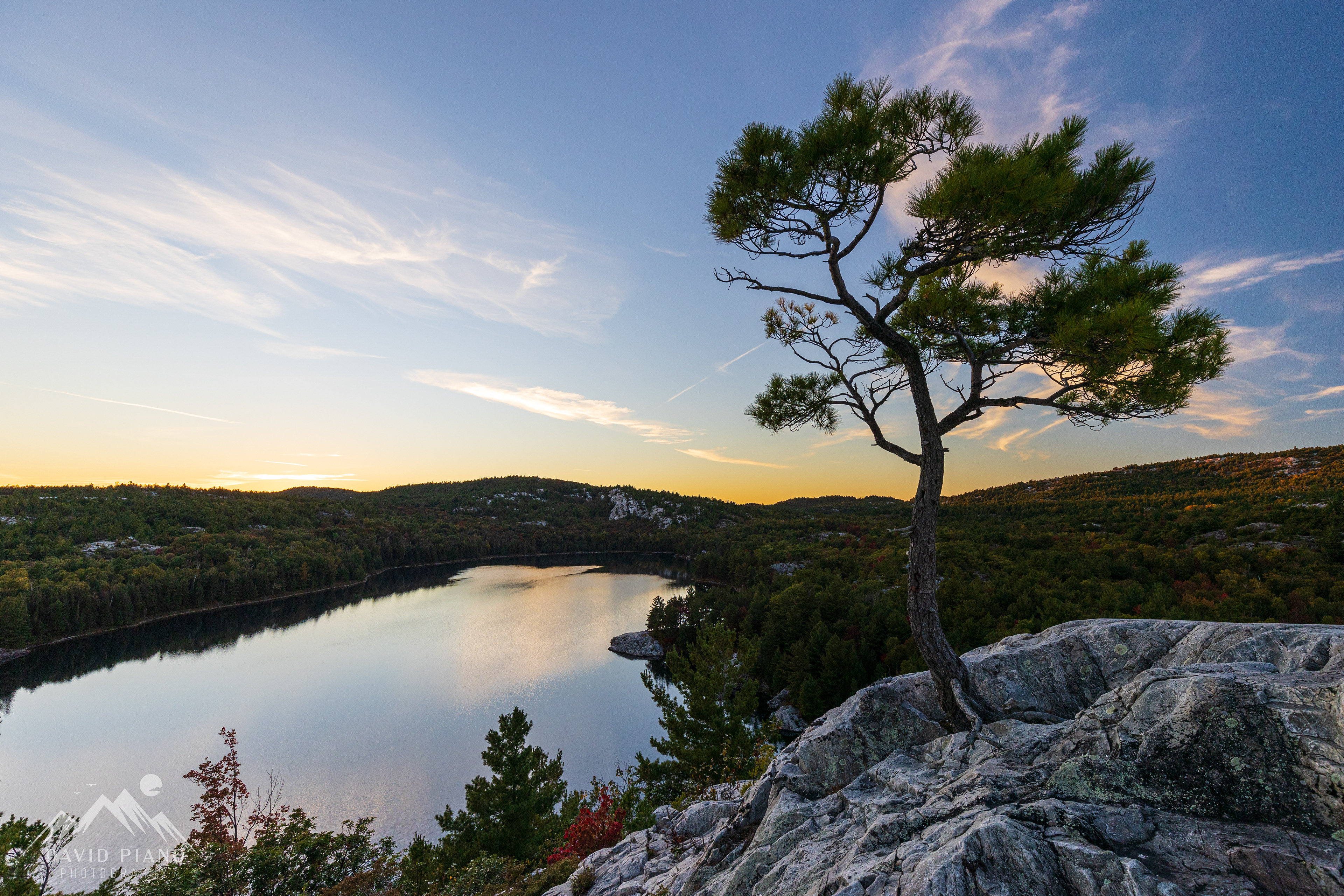 Lone pine tree at Lumsden Lake Overlook