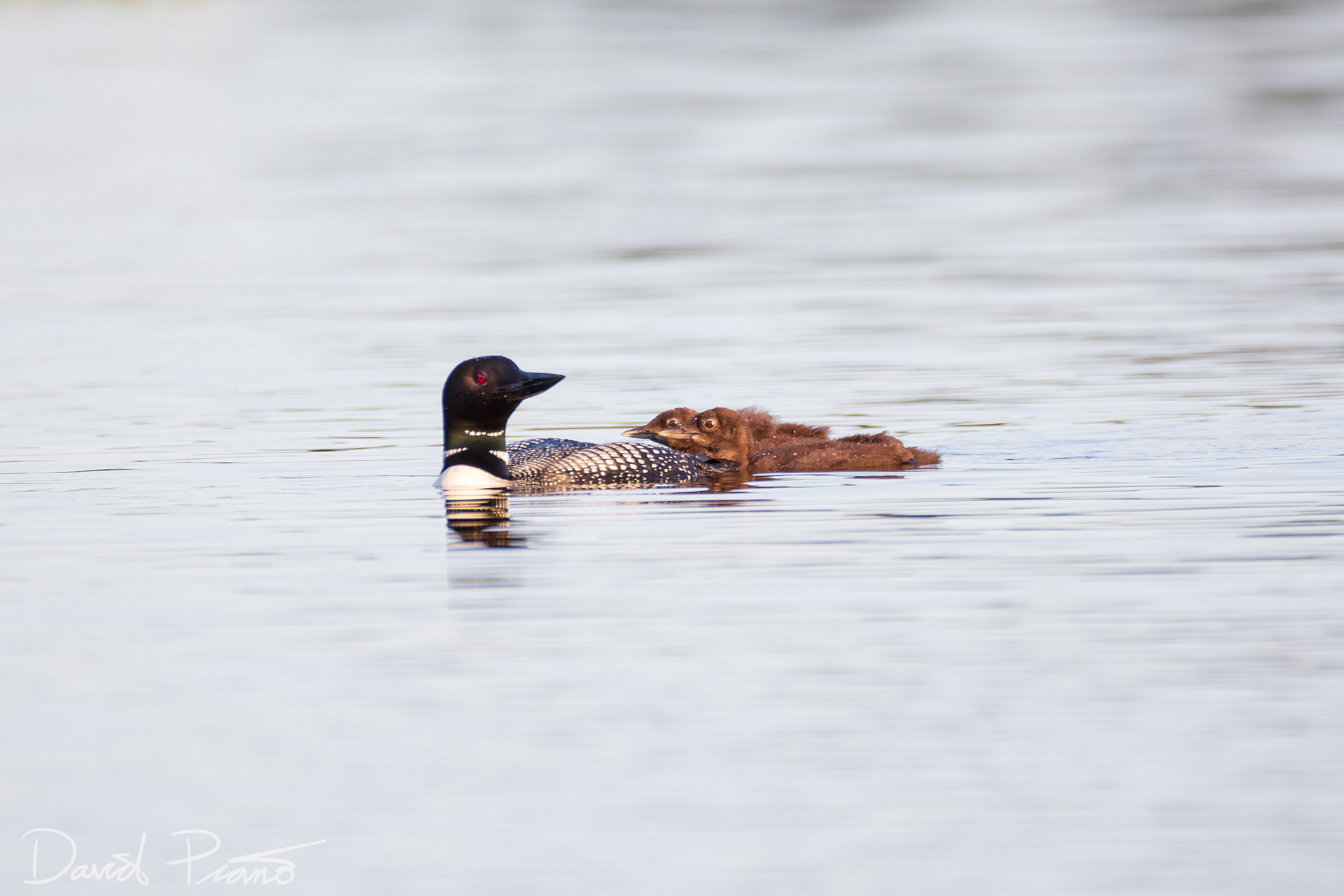 Baby Loons on Grey Owl Lake - McKellar, ON