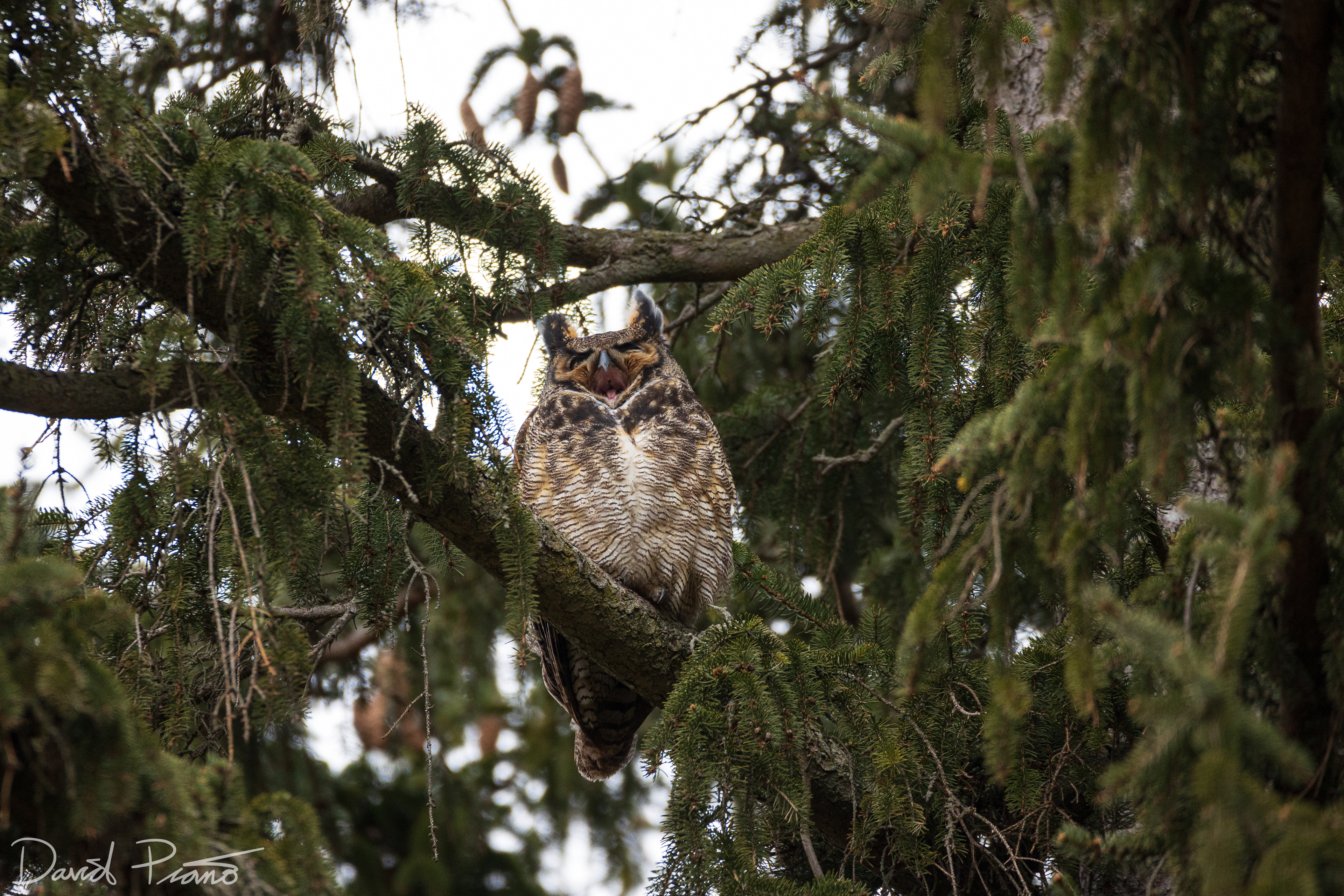 Great Horned Owl - London, ON