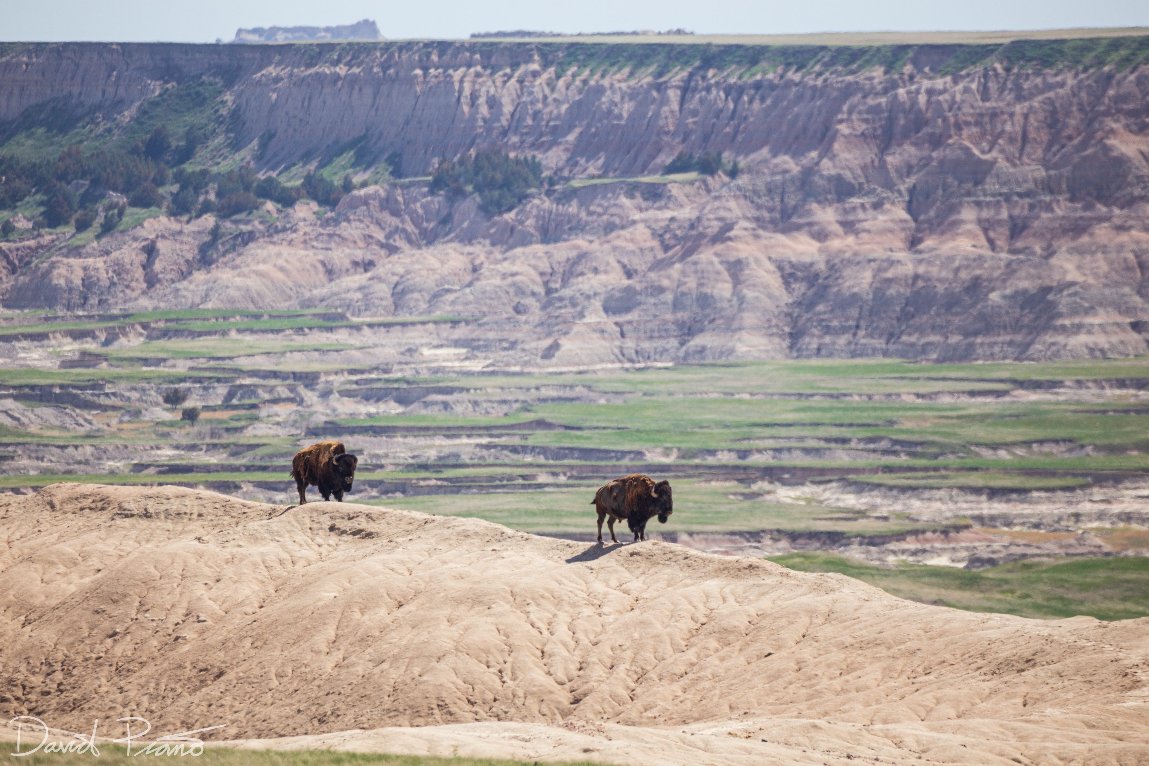 Bison traversing a badlands ridge