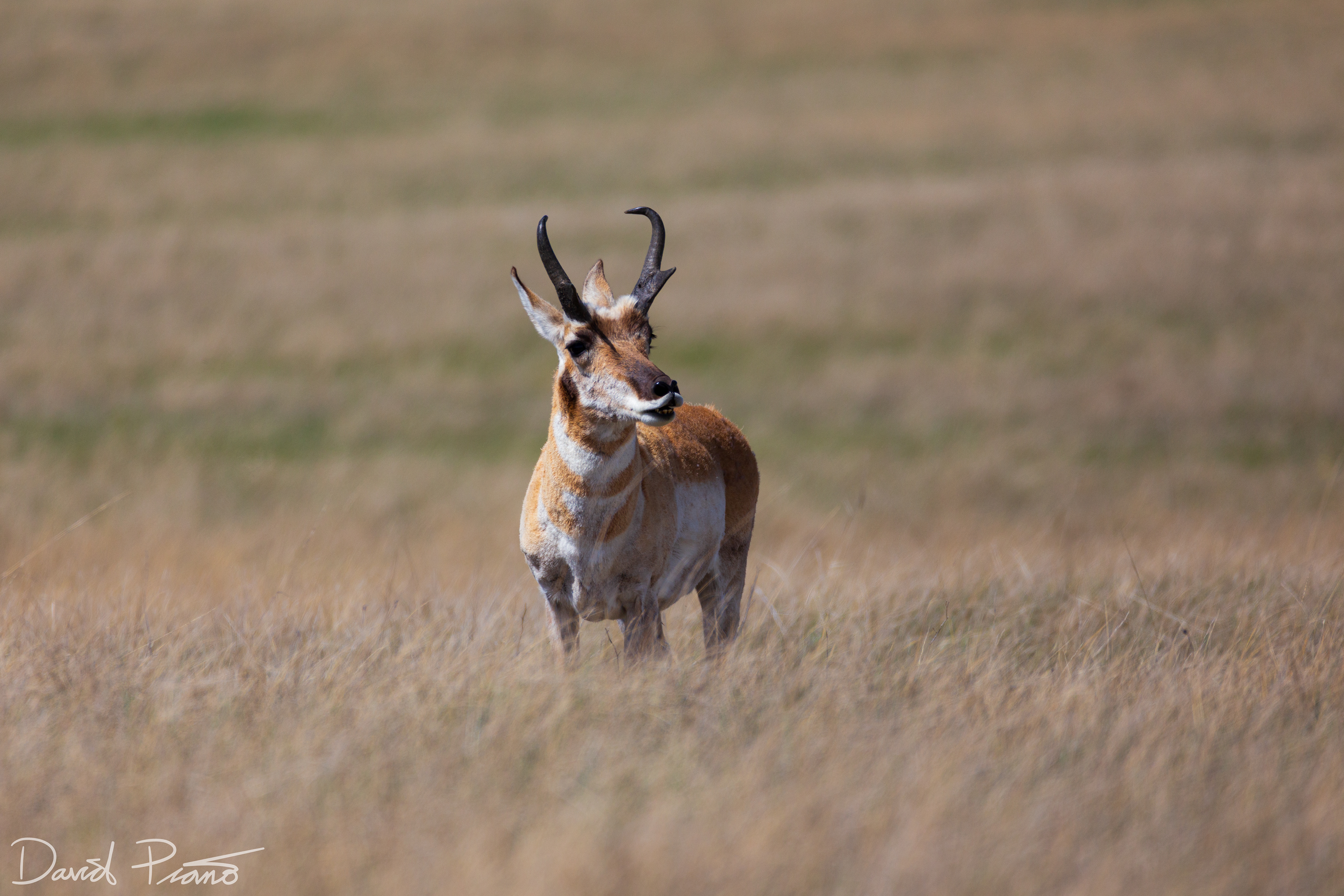 Pronghorn