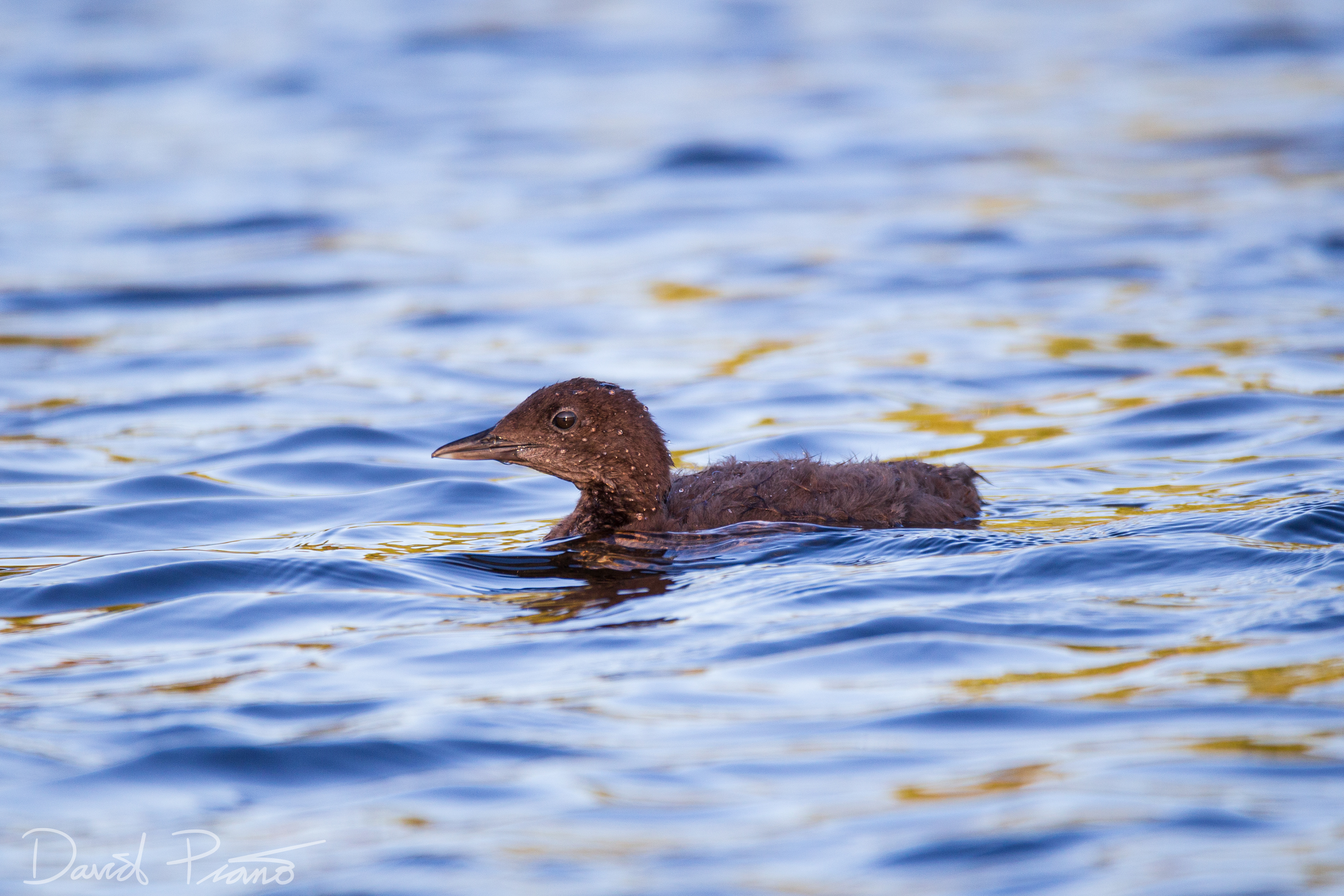 Baby Loon on Still River - McKellar, ON