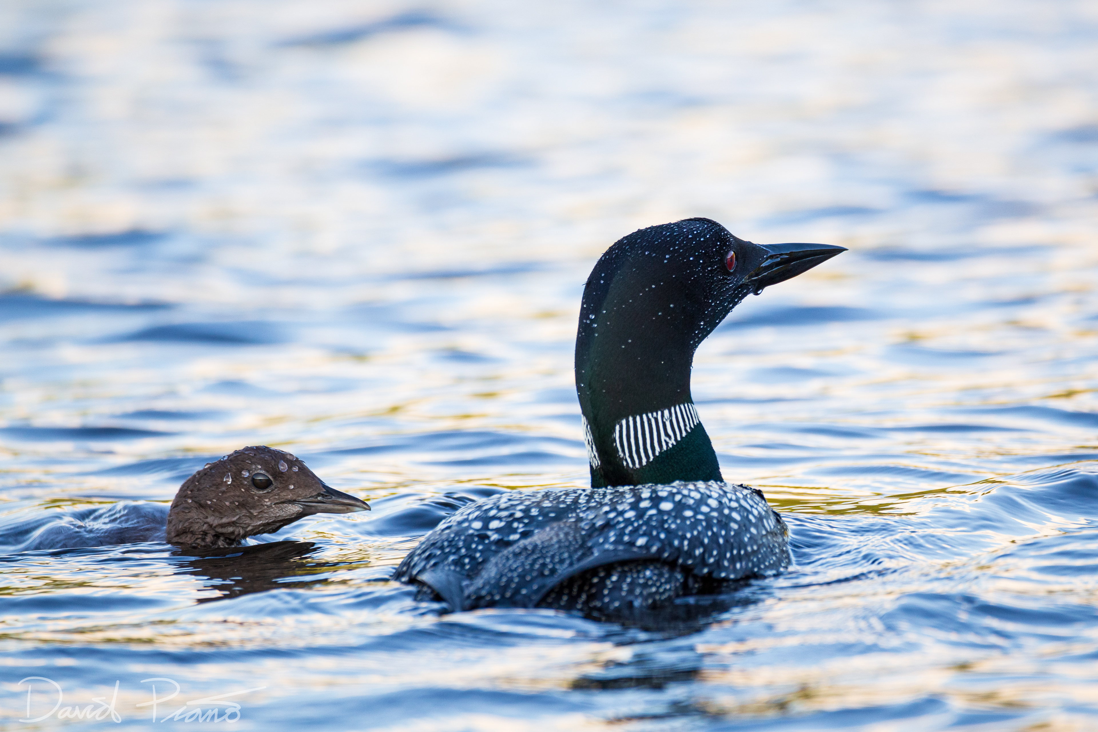 Baby Loon on Still River - McKellar, ON