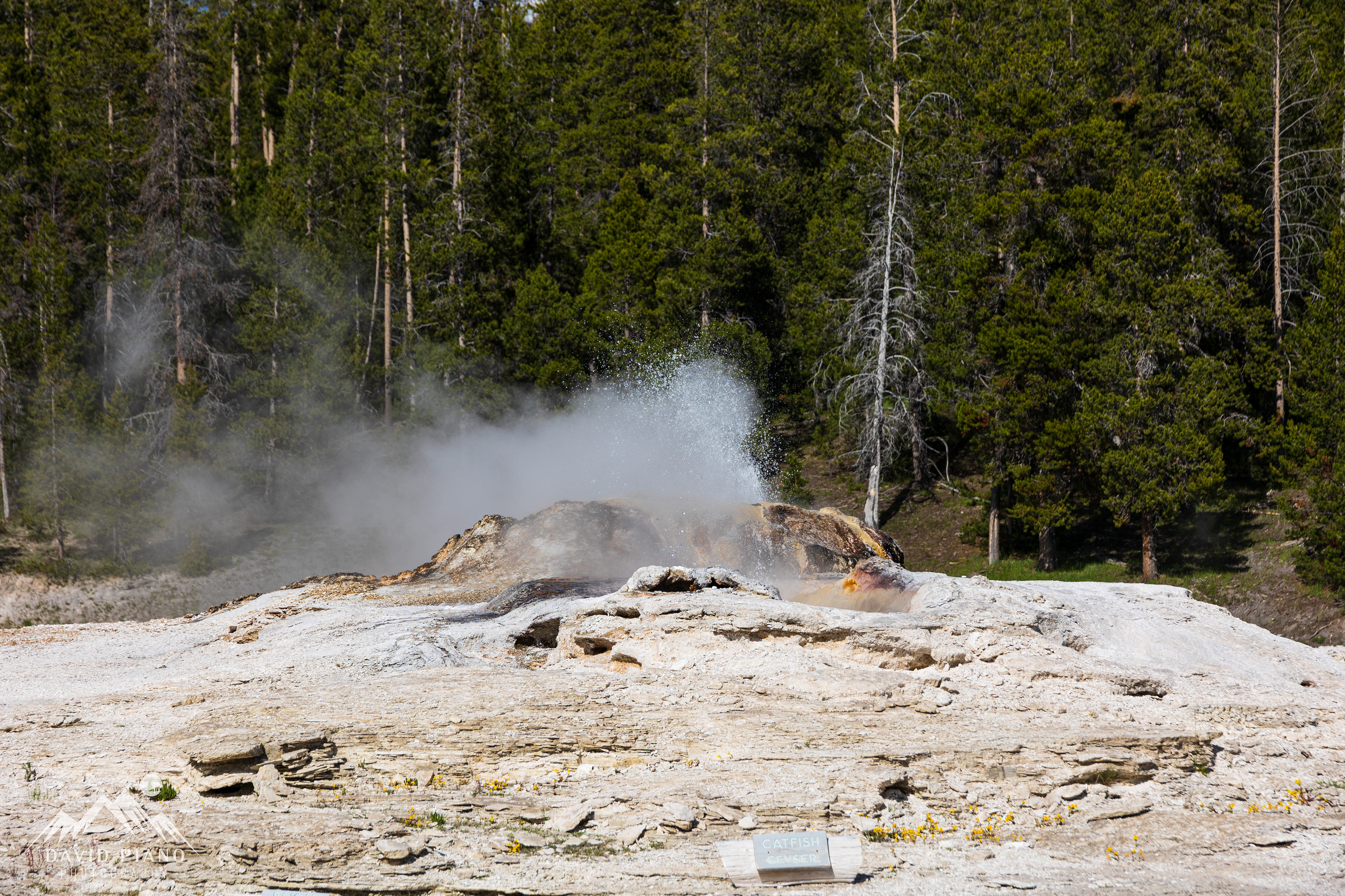 Catfish Geyser