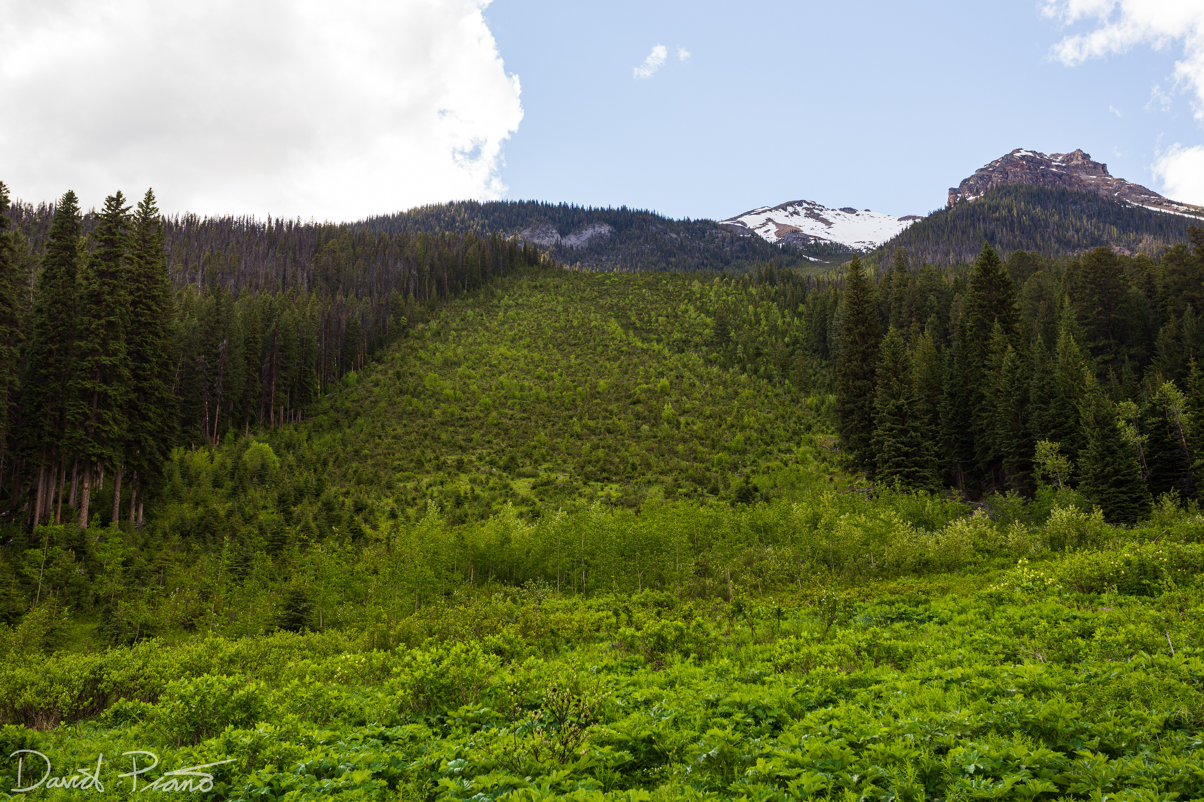 Avalanche scar at Emerald Lake, Yoho National Park