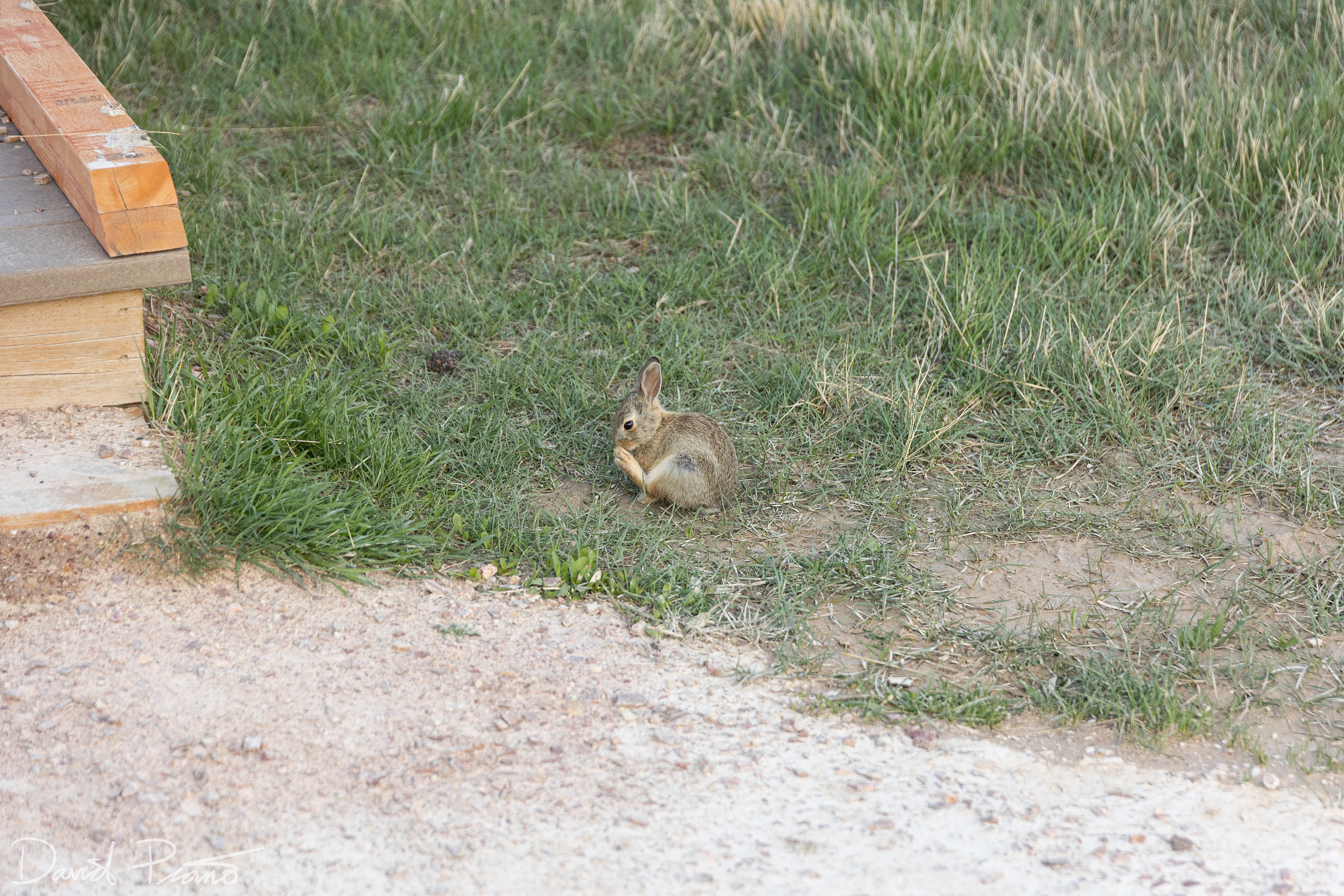 Baby rabbit at Badlands National Park