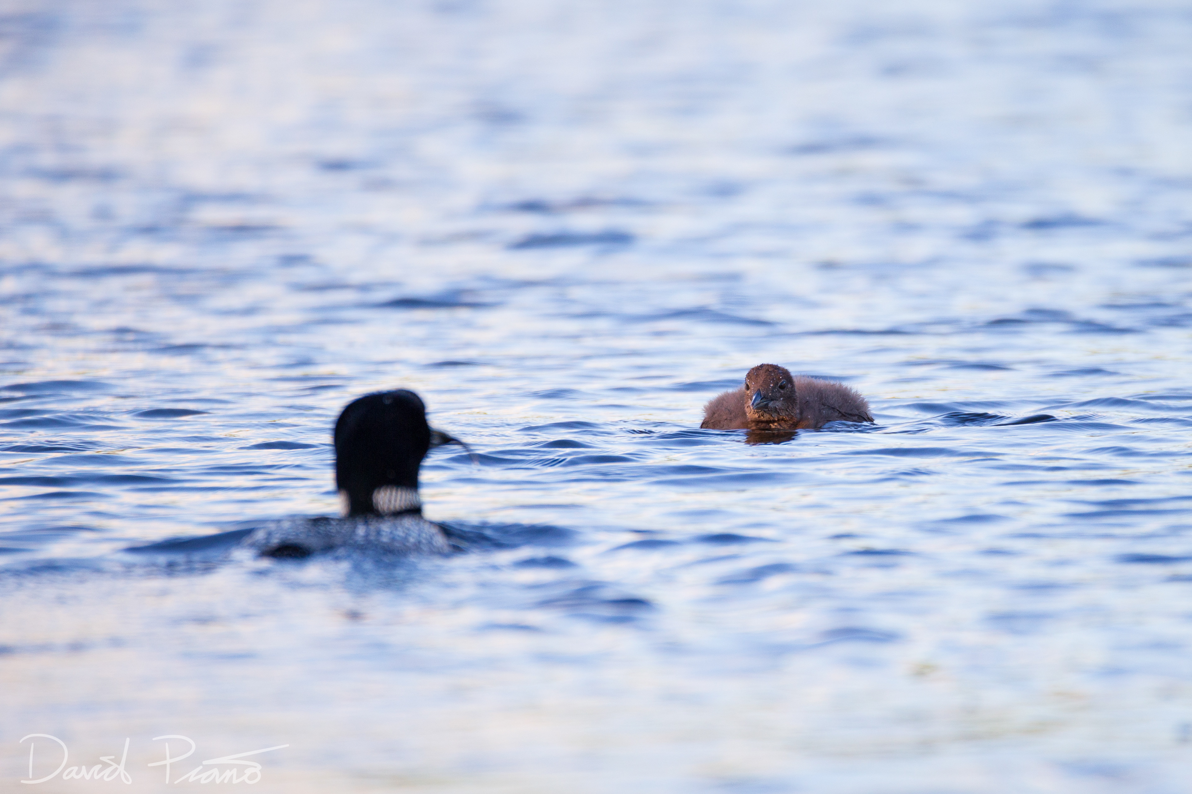 "Eyes on the Prize" - Grey Owl Lake - McKellar, ON