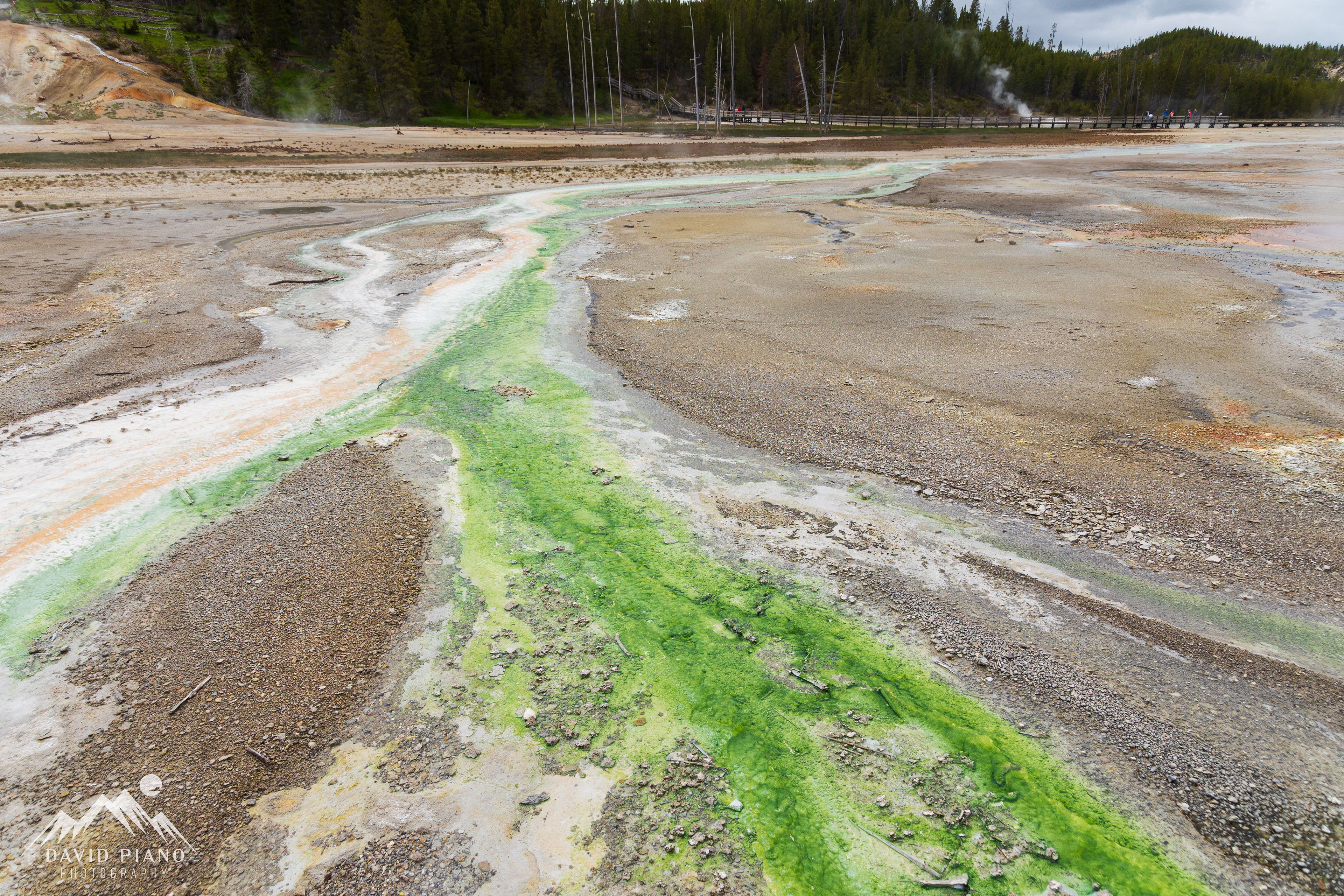 Green Thermophiles