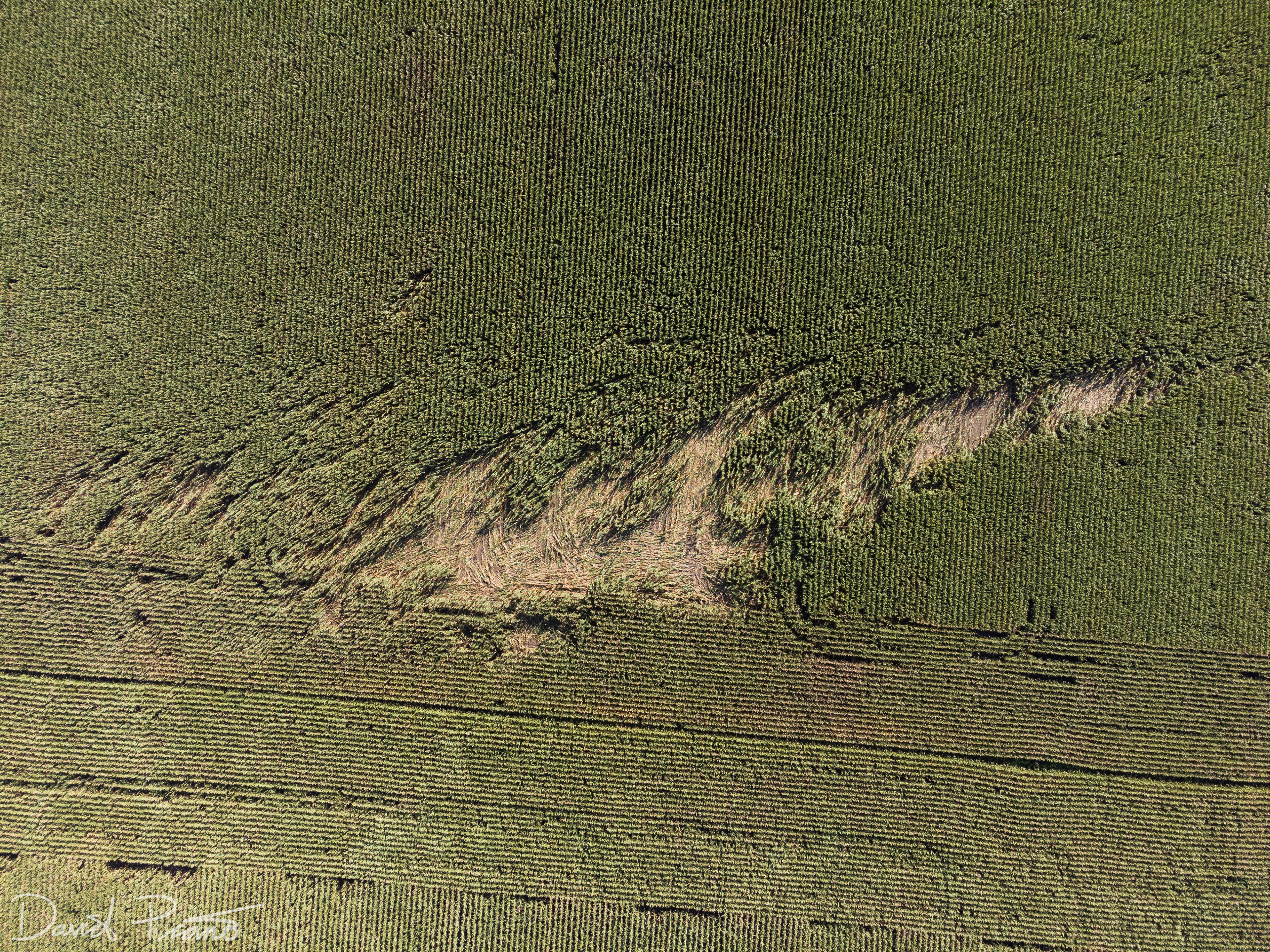 Sept. 7 - Drone view of a narrow EF-0 tornado track in Perth County (taken a couple weeks after the event))