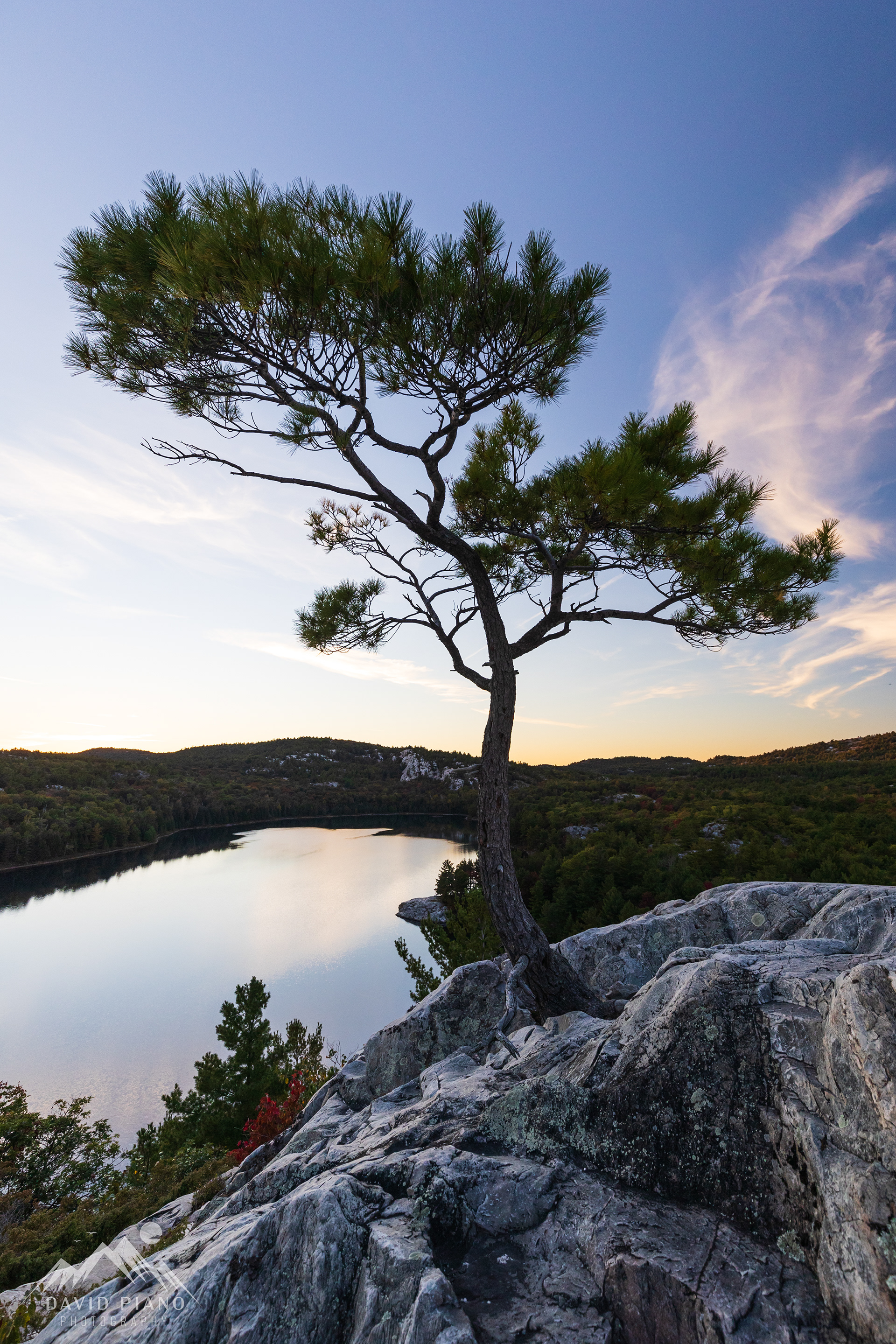 Lone pine tree at Lumsden Lake Overlook