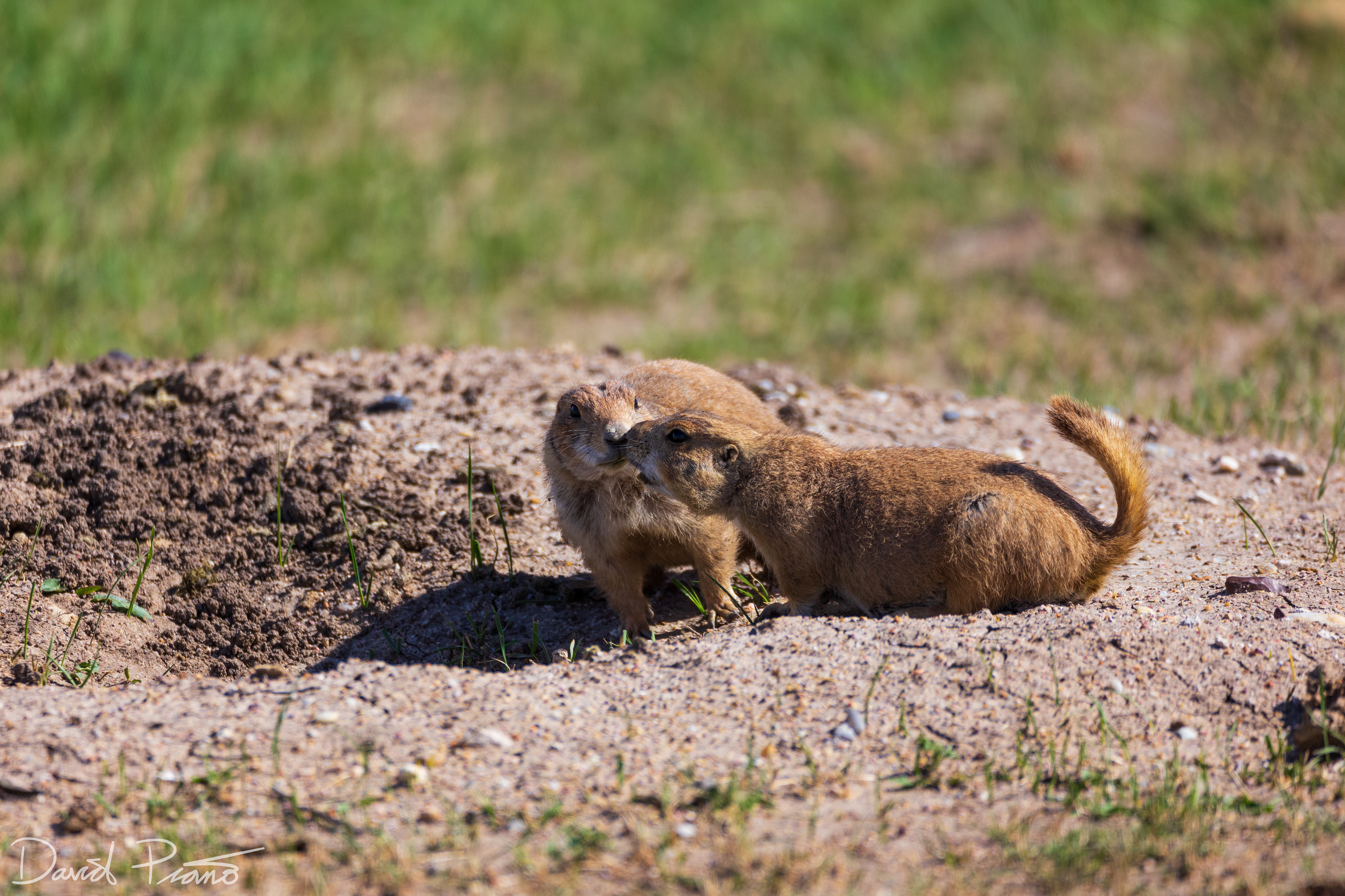 Prairie Dogs - Badlands National Park