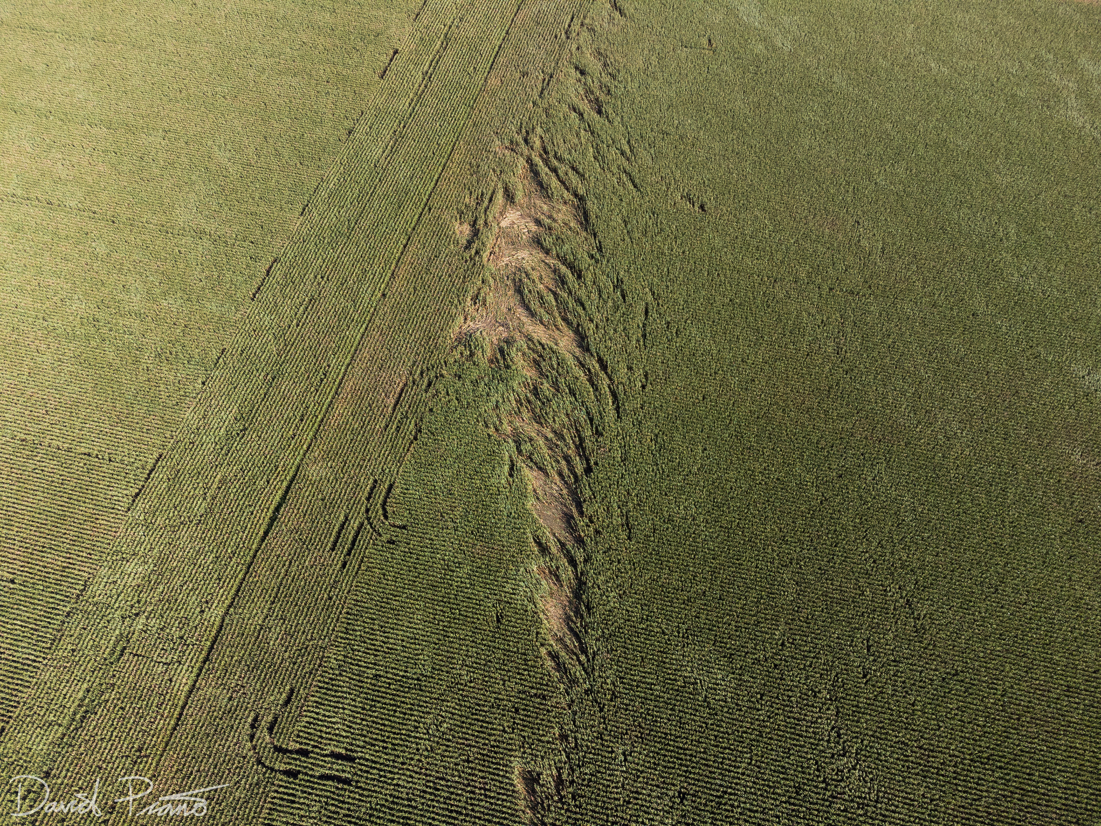 Sept. 7 - Drone view of a narrow EF-0 tornado track in Perth County (taken a couple weeks after the event))