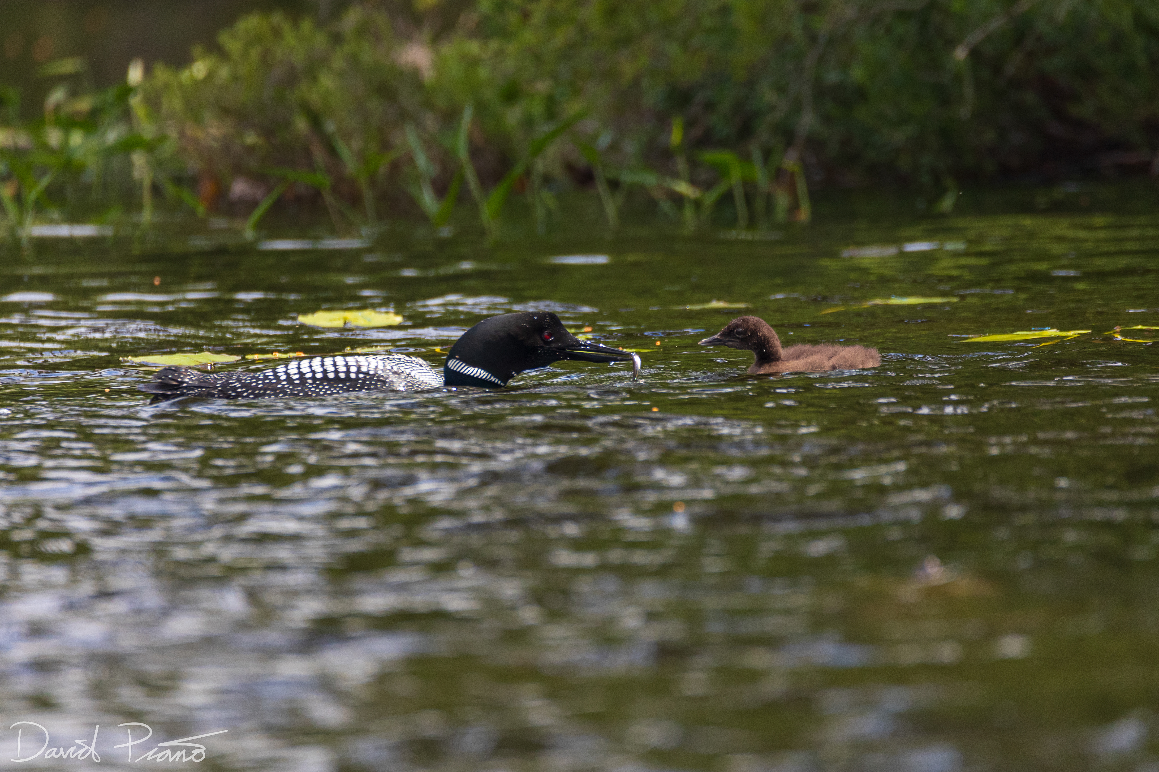Baby Loon Feeding on Grey Owl Lake - McKellar, ON