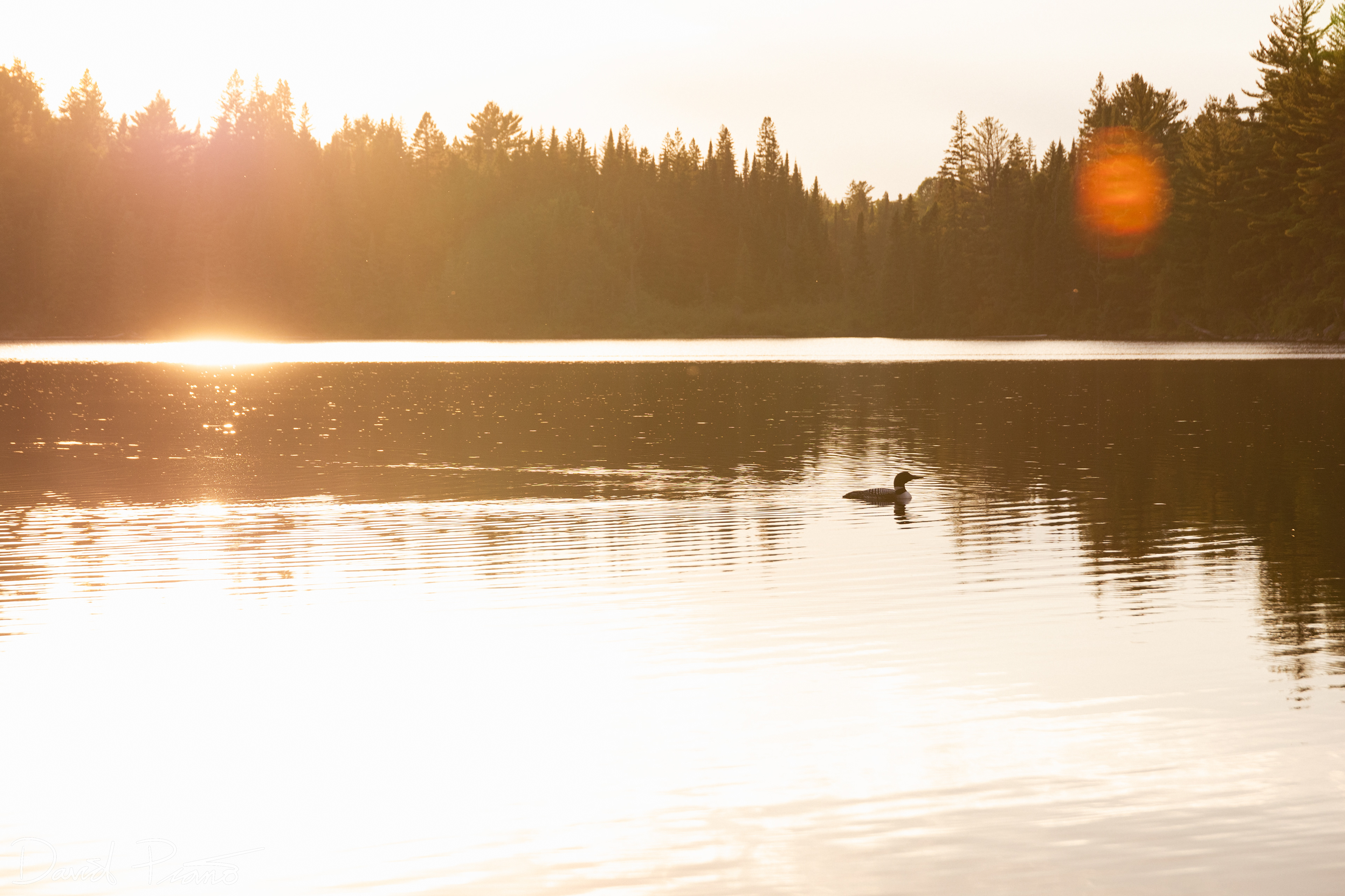 Loon on Little Otterslide Lake