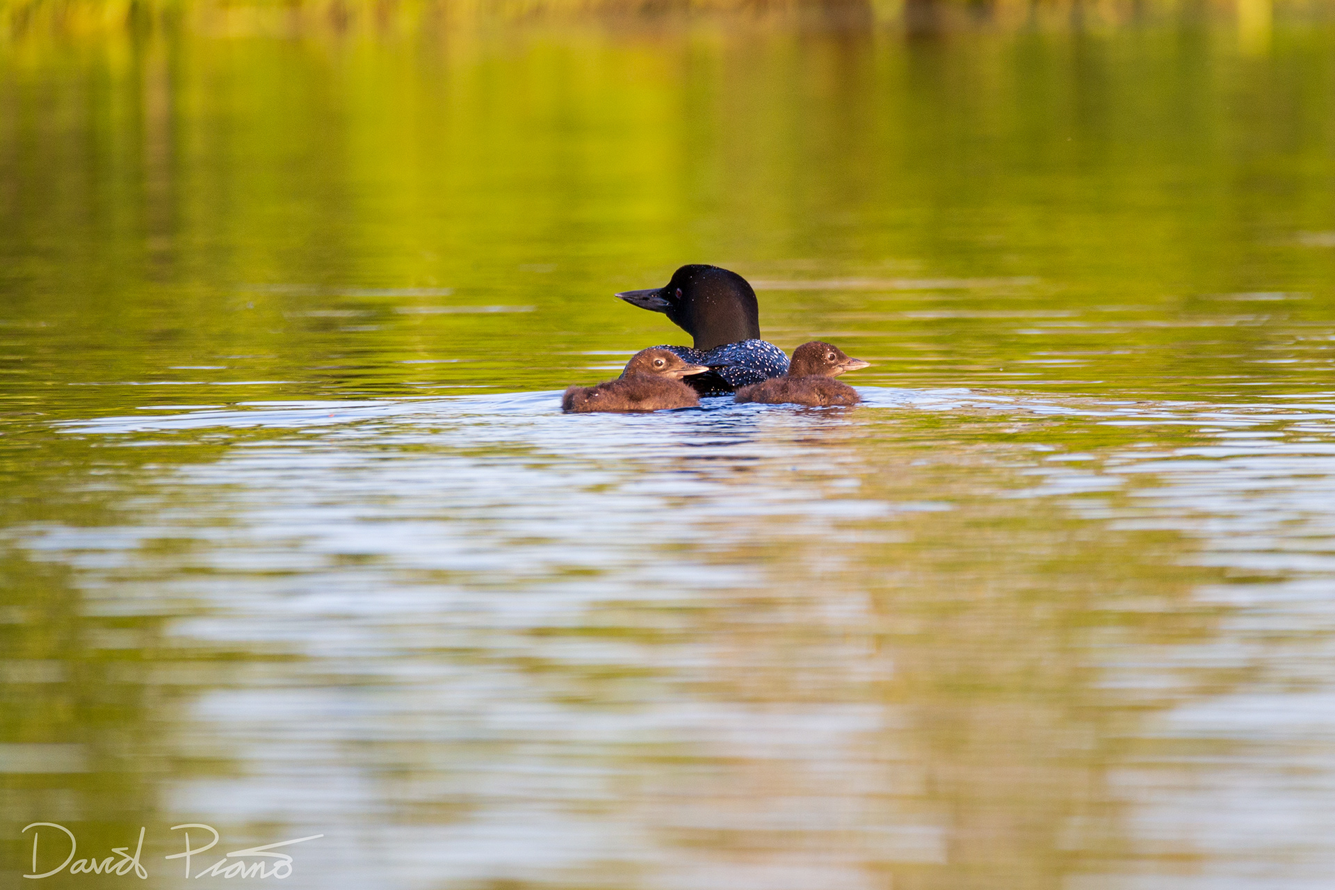 Baby Loons on Grey Owl Lake - McKellar, ON