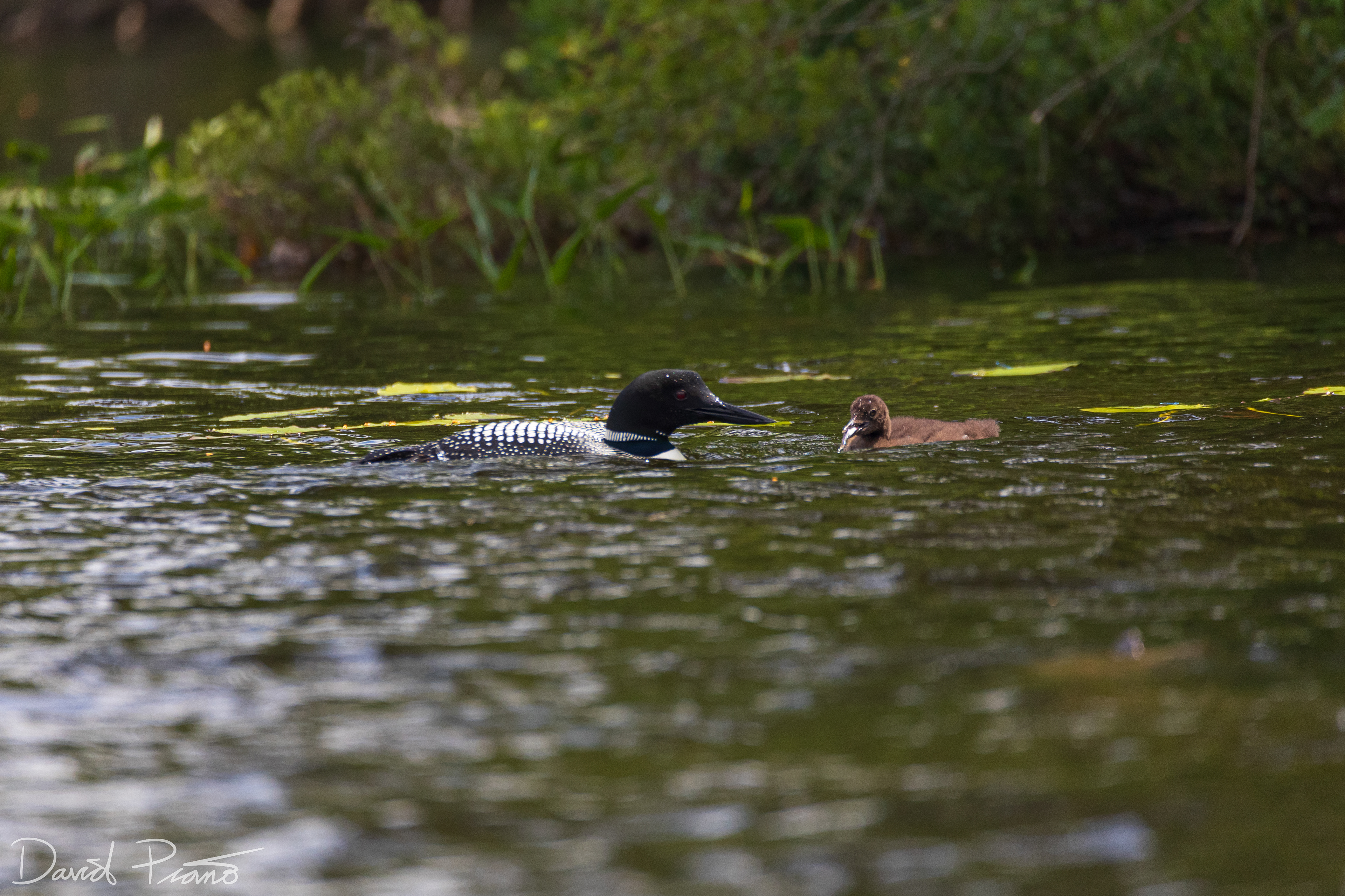 Baby Loon Feeding on Grey Owl Lake - McKellar, ON