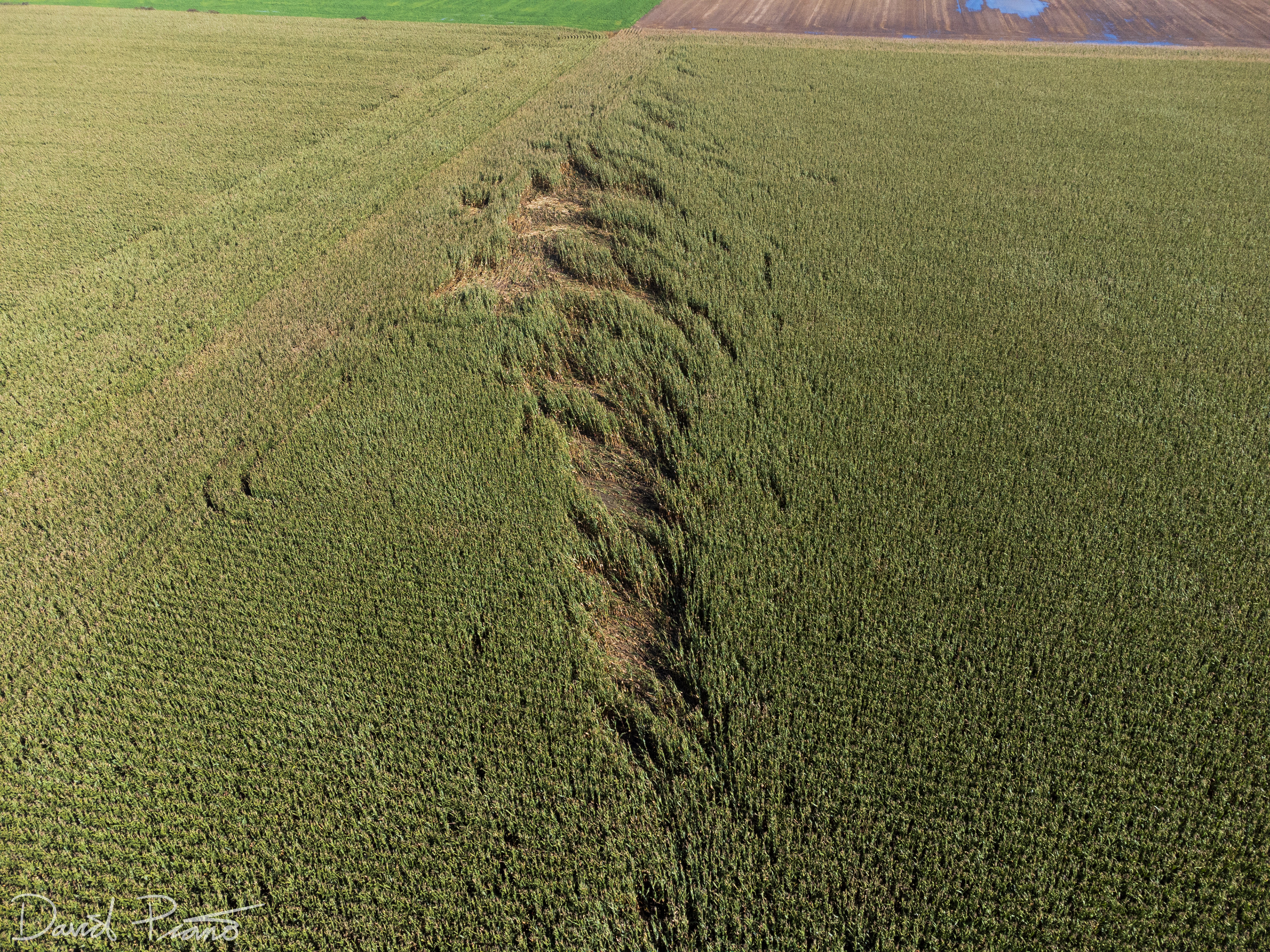 Sept. 7 - Drone view of a narrow EF-0 tornado track in Perth County (taken a couple weeks after the event))