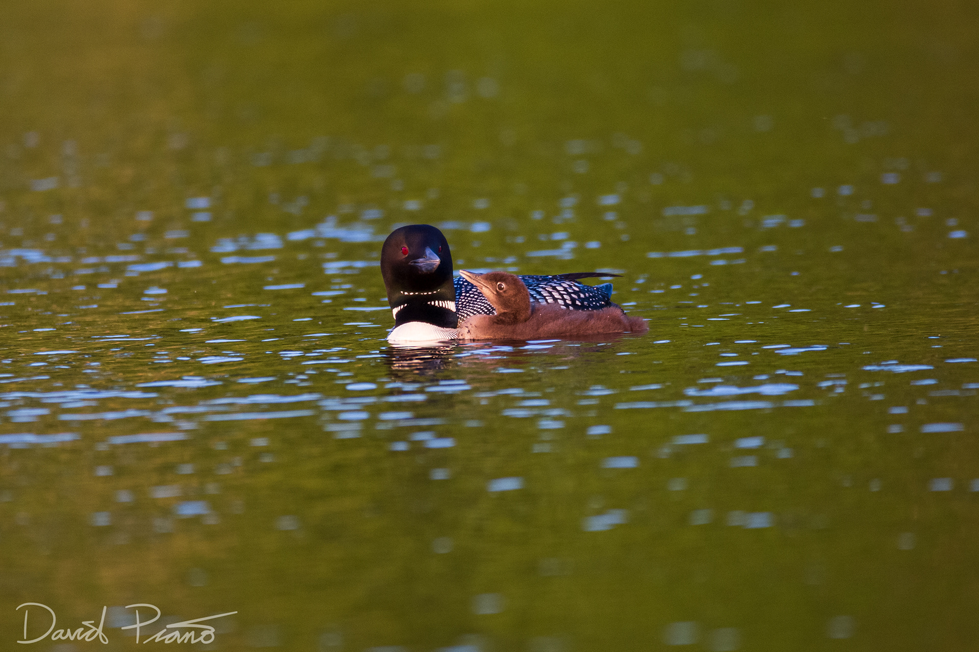 Baby Loon on Grey Owl Lake - McKellar, ON