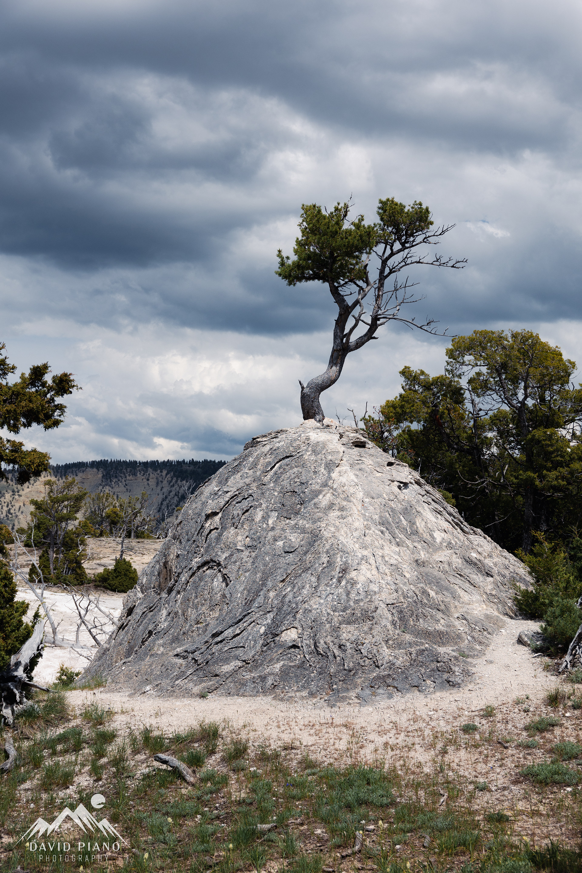 Pine tree growing from a mound of travertine deposits