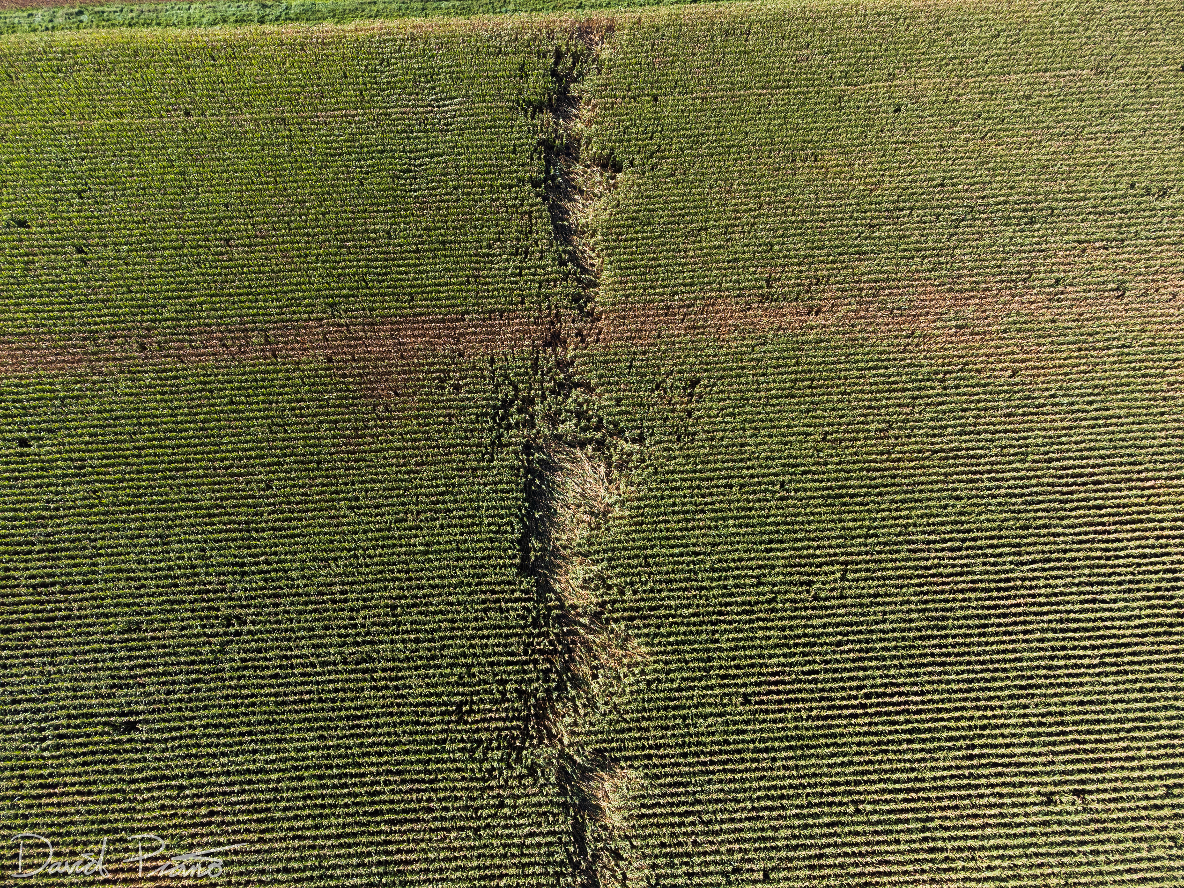 Sept. 7 - Drone view of a narrow EF-0 tornado track in Perth County (taken a couple weeks after the event))